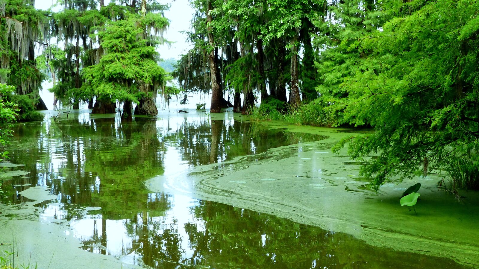 Panasonic Lumix DMC-FZ200 sample photo. Lake, forest, bayou photography
