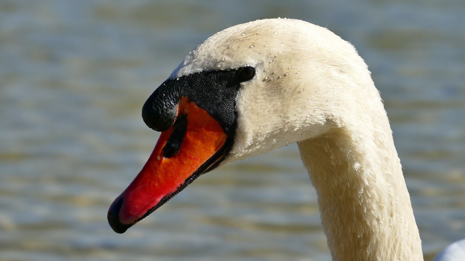 Panasonic Lumix DMC-FZ1000 sample photo. Animal, swan, spring photography