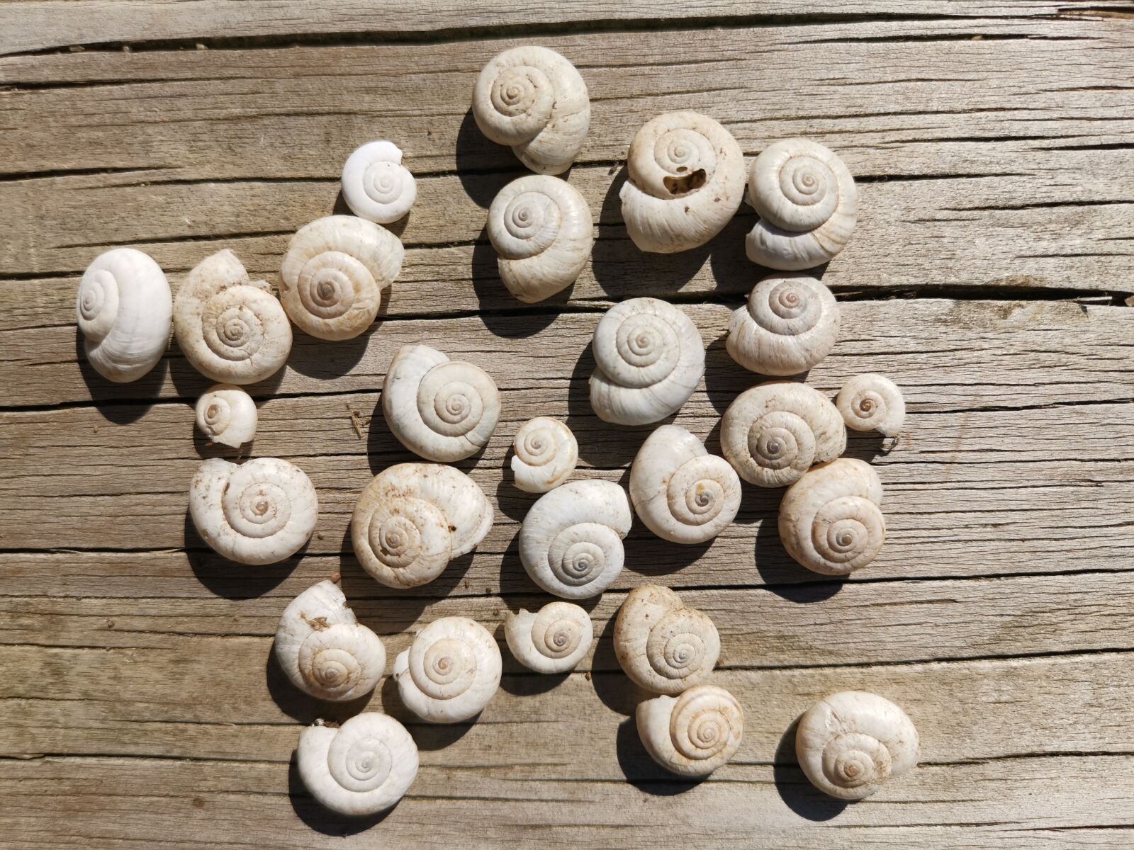 HUAWEI LYA-L29 sample photo. Snail, shell, mollusk photography