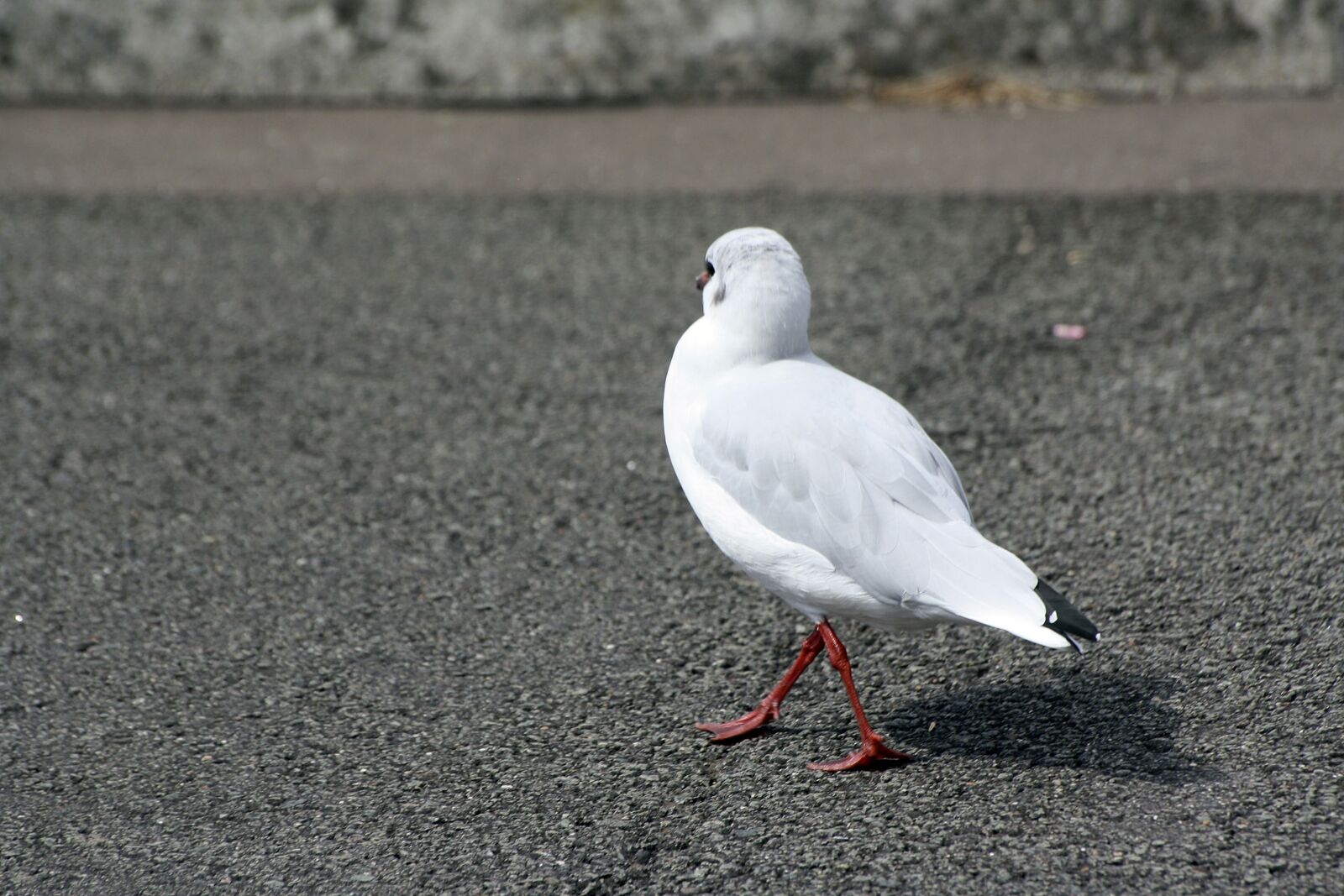 Canon EOS 1000D (EOS Digital Rebel XS / EOS Kiss F) sample photo. Gull, dance, hamburgensien photography
