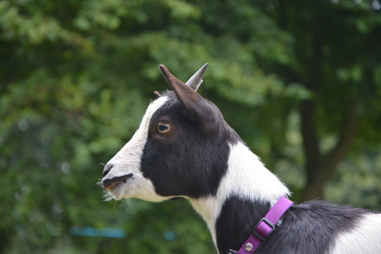 Nikon D5200 sample photo. Dwarf goat, profile of photography