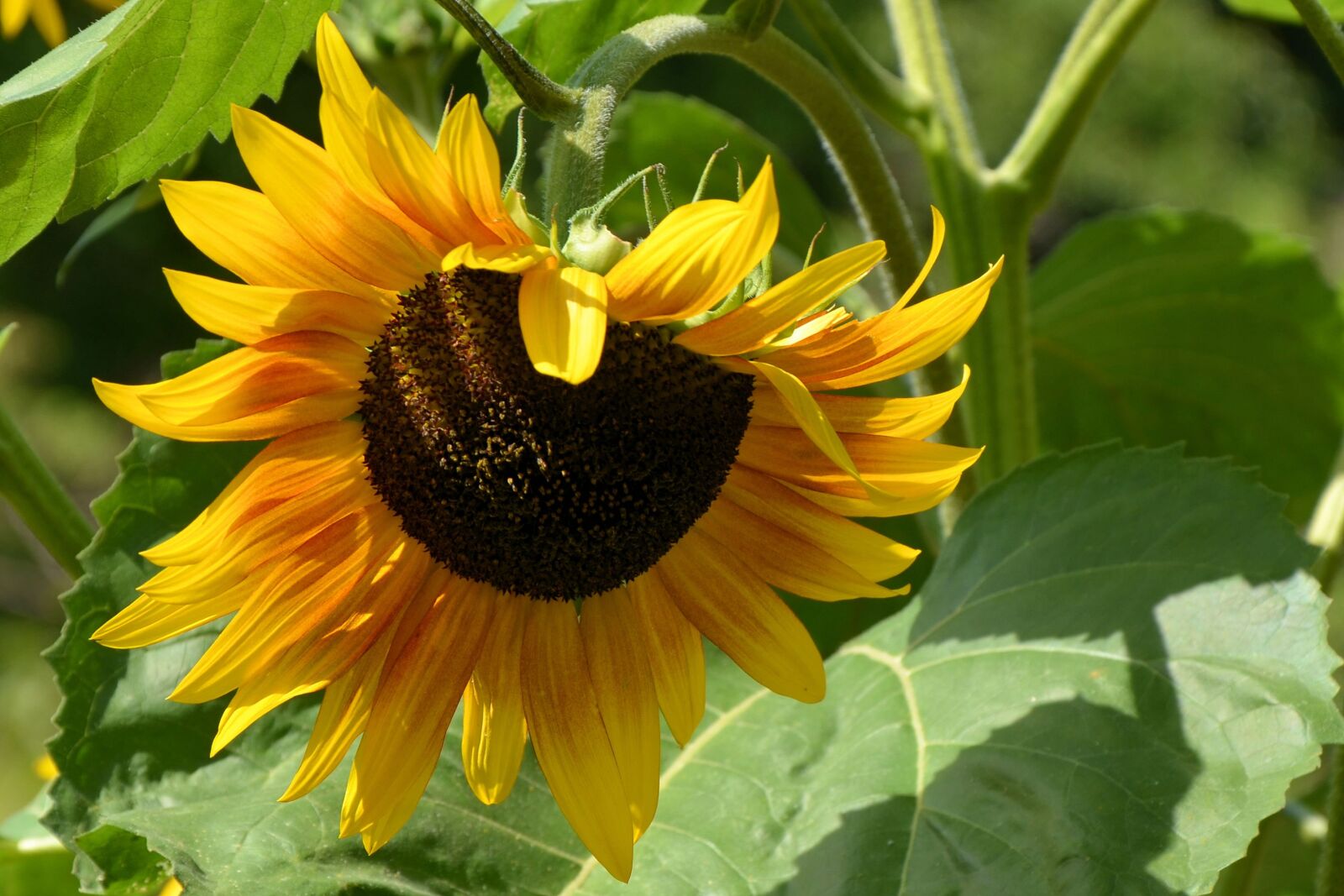 Nikon D5100 sample photo. Sunflower, helianthos, blossom photography