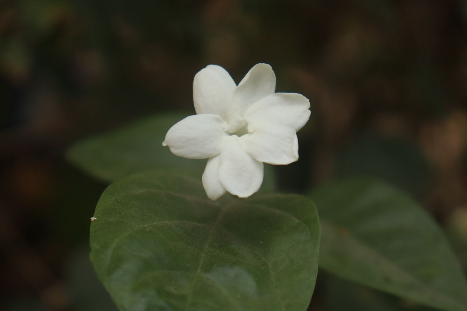 Canon EOS 250D (EOS Rebel SL3 / EOS Kiss X10 / EOS 200D II) sample photo. Kerala, garden, flower photography