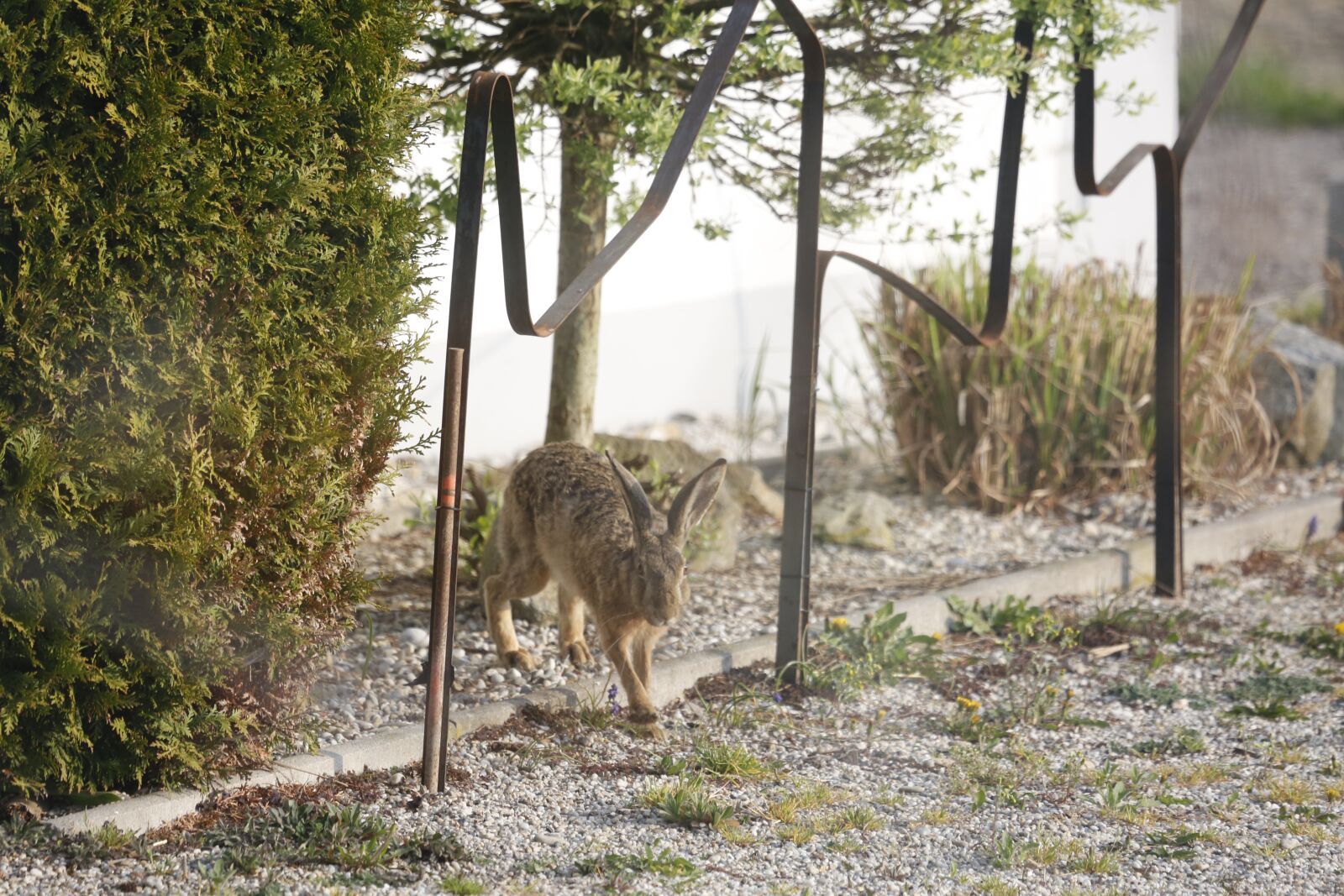 Canon EF 100-400mm F4.5-5.6L IS USM sample photo. Hare, meister lampe, nature photography