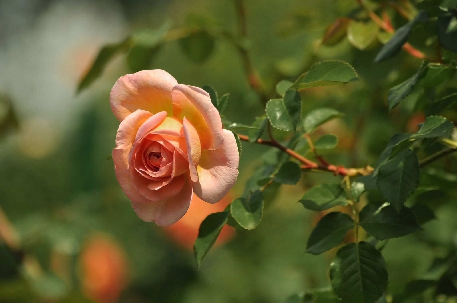 Nikon D90 sample photo. Rose, garden, bush photography