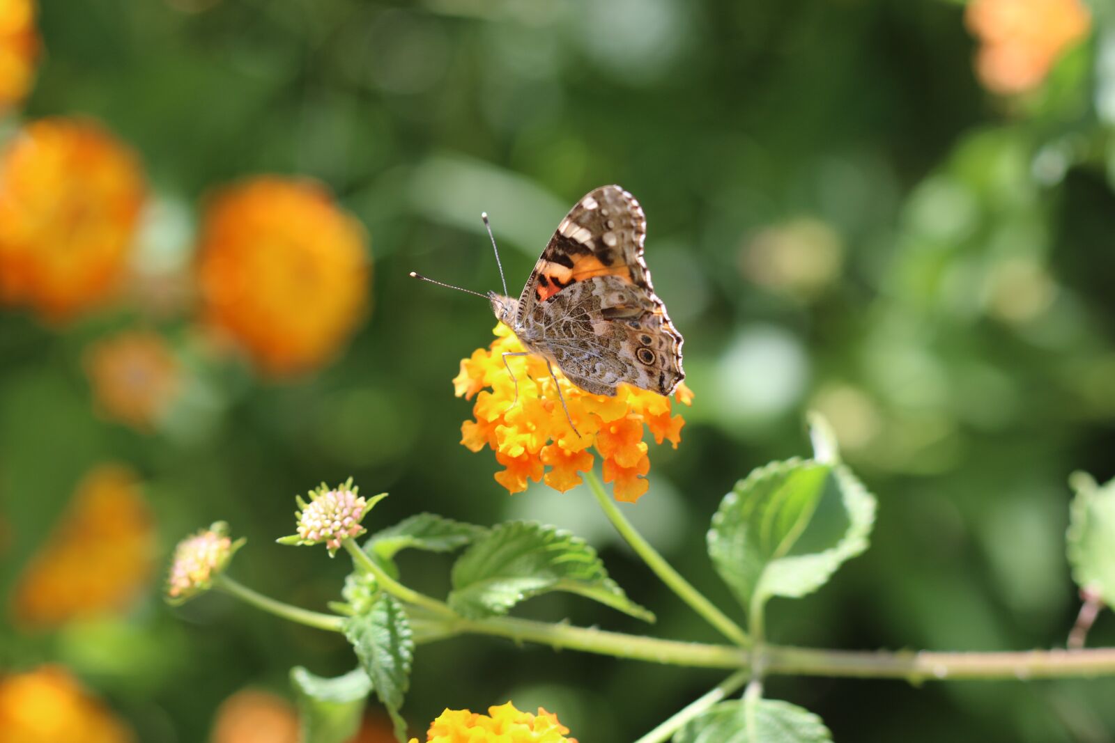 Canon EOS 70D + Canon EF 100mm F2.8 Macro USM sample photo. Butterfly, macro, close photography