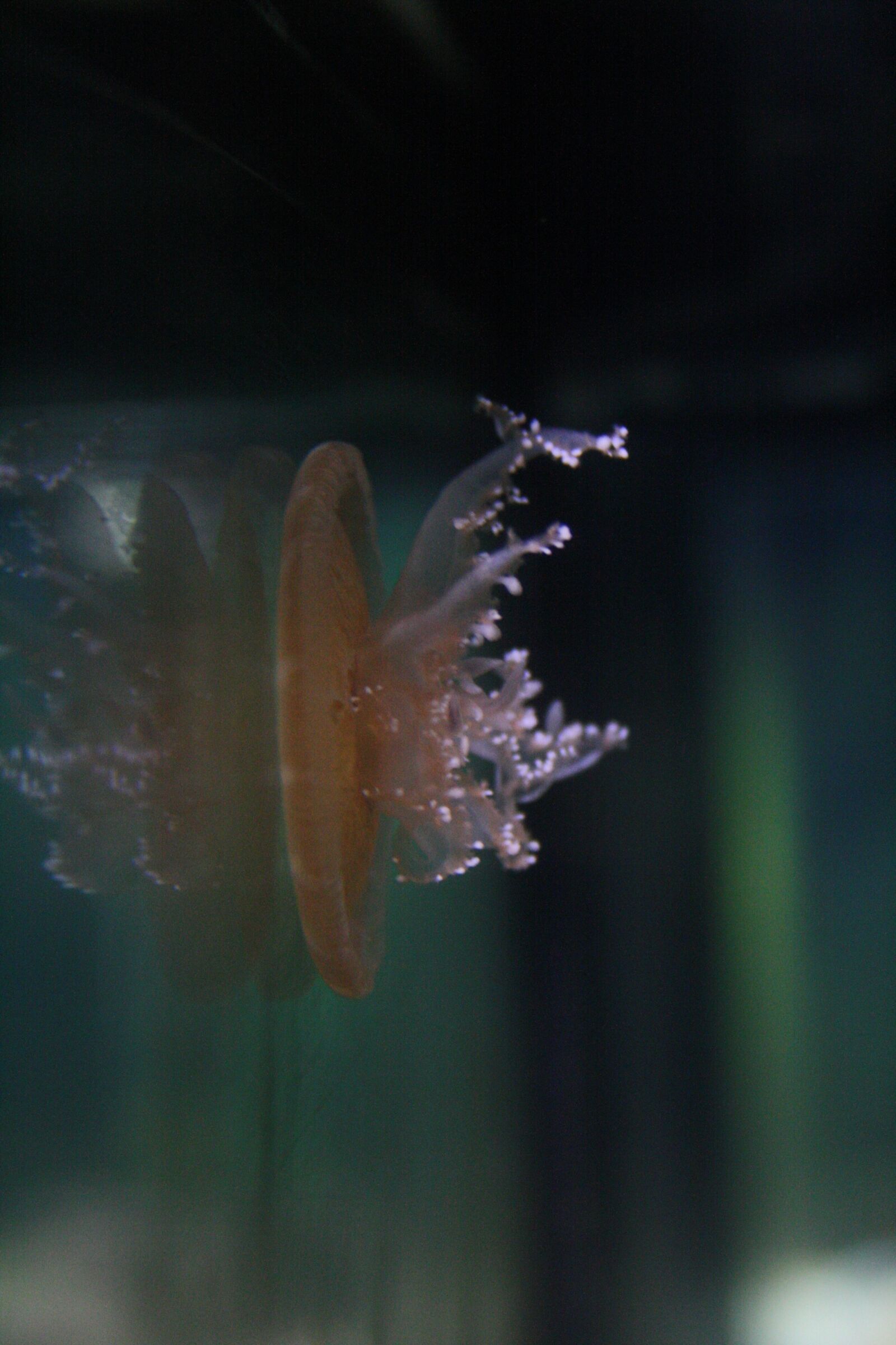 Canon EOS 1000D (EOS Digital Rebel XS / EOS Kiss F) sample photo. Sea, aquarium, medusa photography
