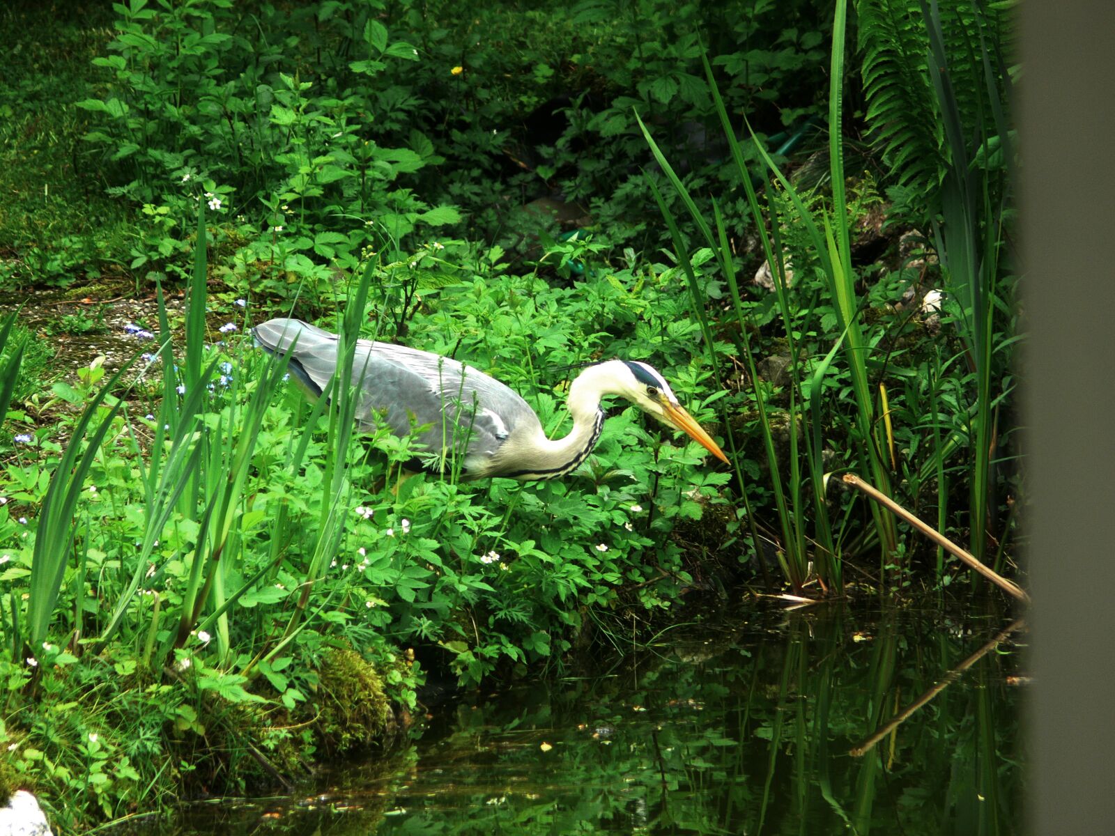Panasonic DMC-FZ30 sample photo. Heron, bird, eastern photography