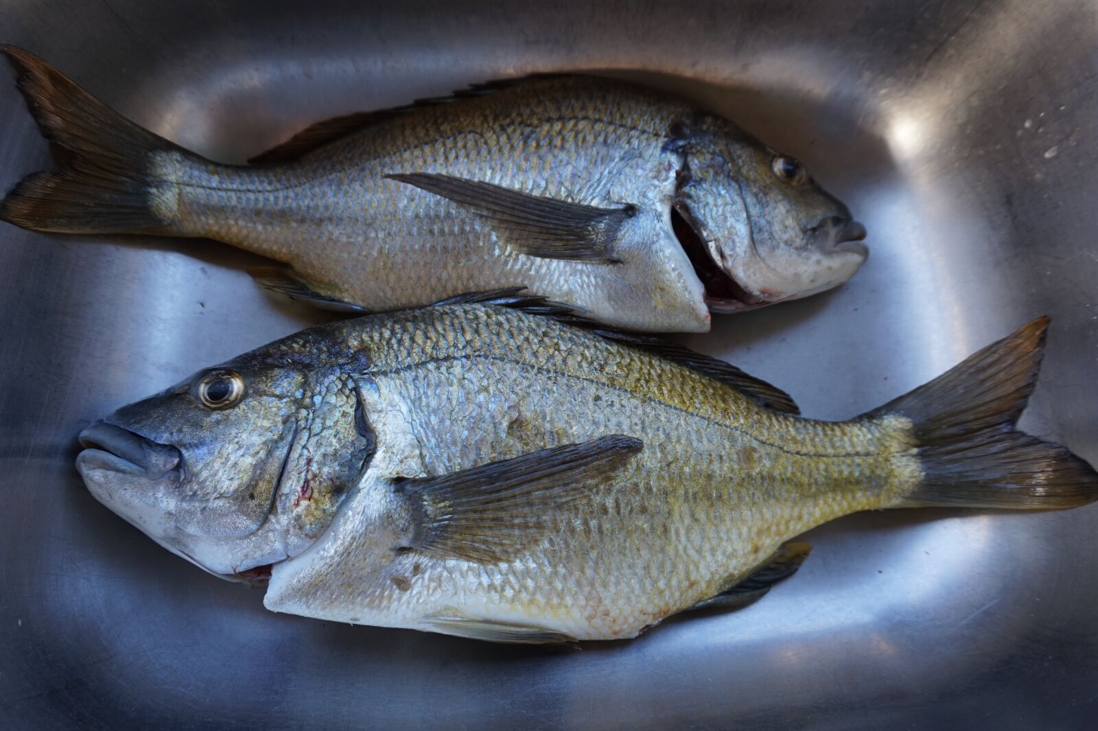 Sony Alpha a5000 (ILCE 5000) sample photo. Fish, bream, fishing photography