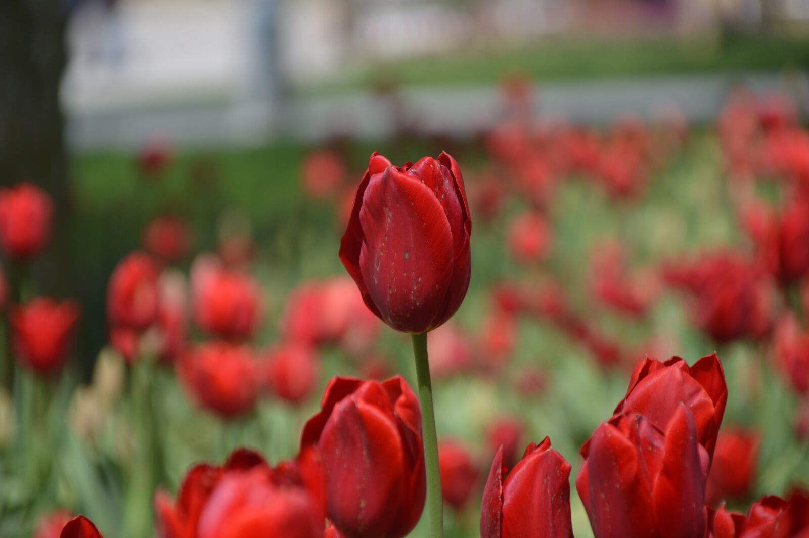 Nikon D3200 sample photo. Tulip, flower, nature photography