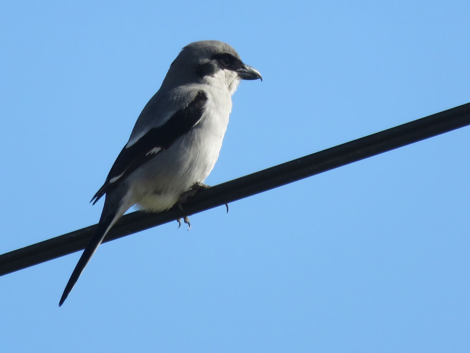 Canon PowerShot SX700 HS sample photo. Bird, animal, animals photography