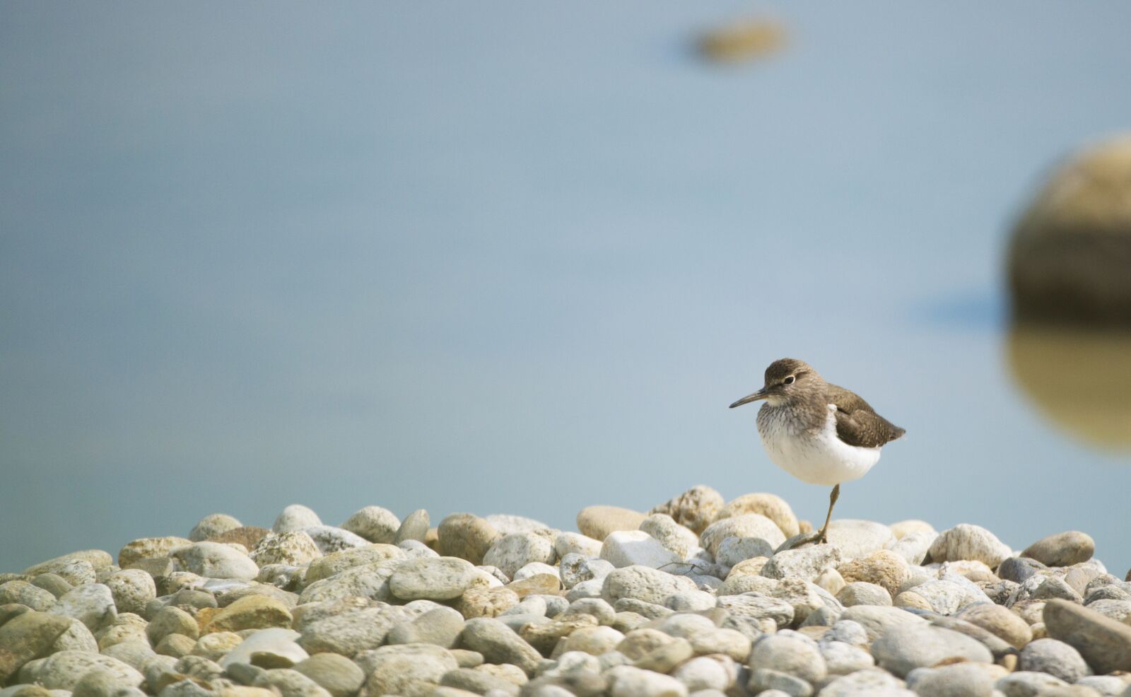 Nikon D800 sample photo. Kentish plover, bird, field photography