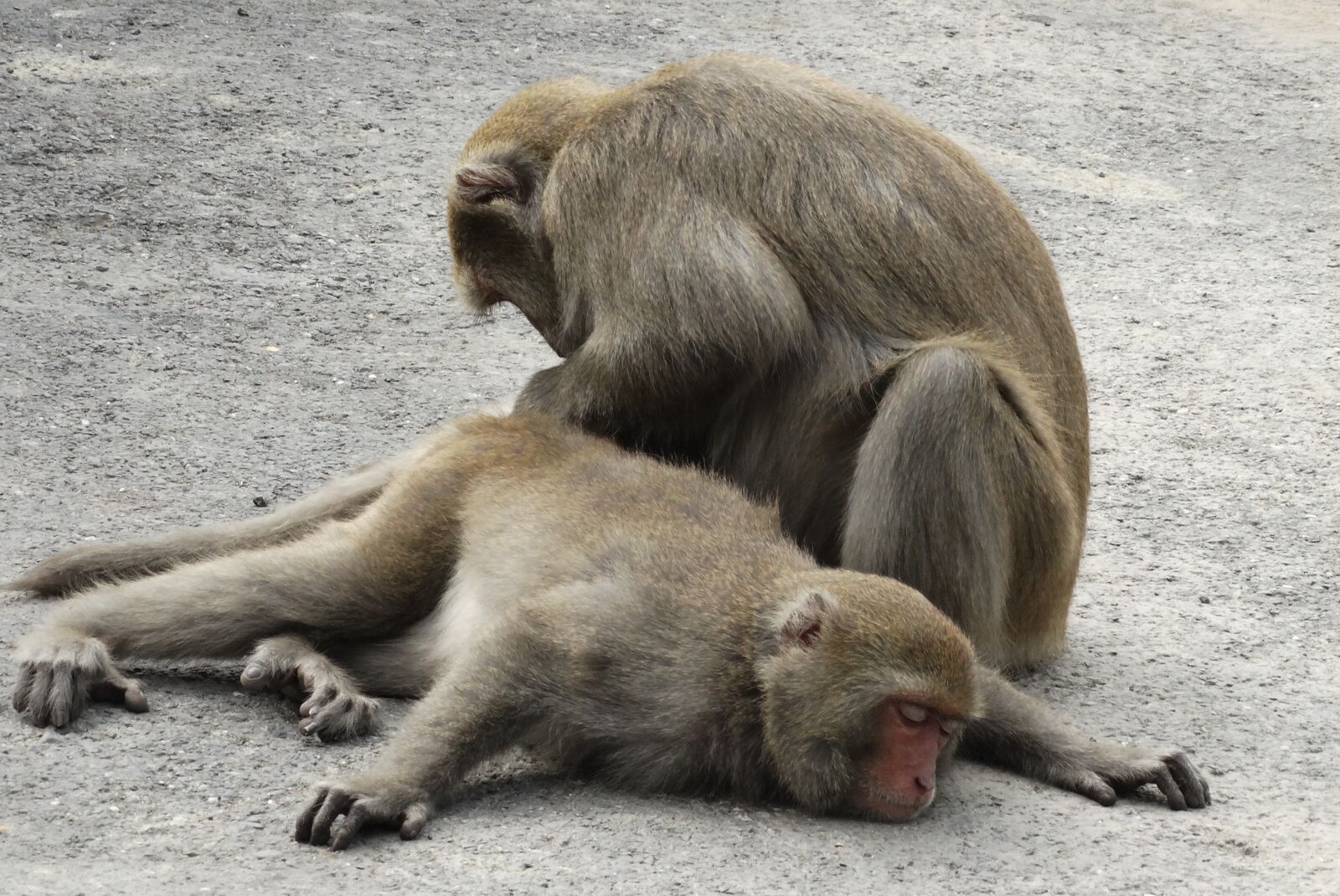 Sony Cyber-shot DSC-HX300 sample photo. Taiwan macaques, shoushan, macaque photography