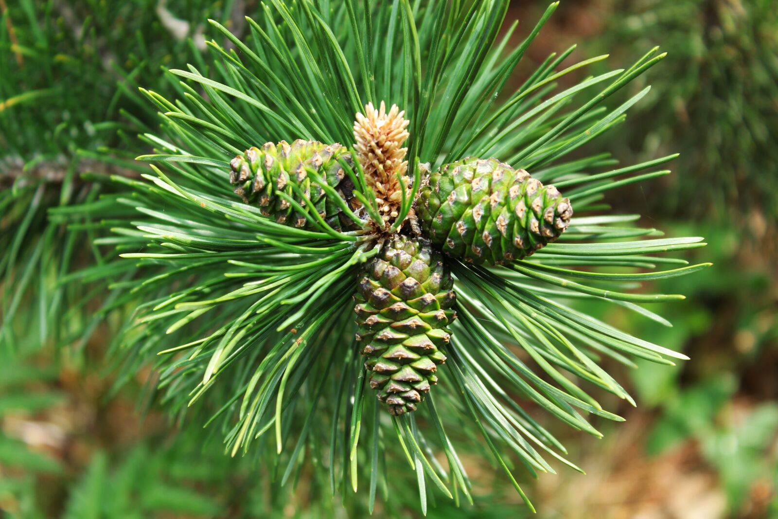 Canon EOS 1300D (EOS Rebel T6 / EOS Kiss X80) sample photo. Cone, tree, branch photography