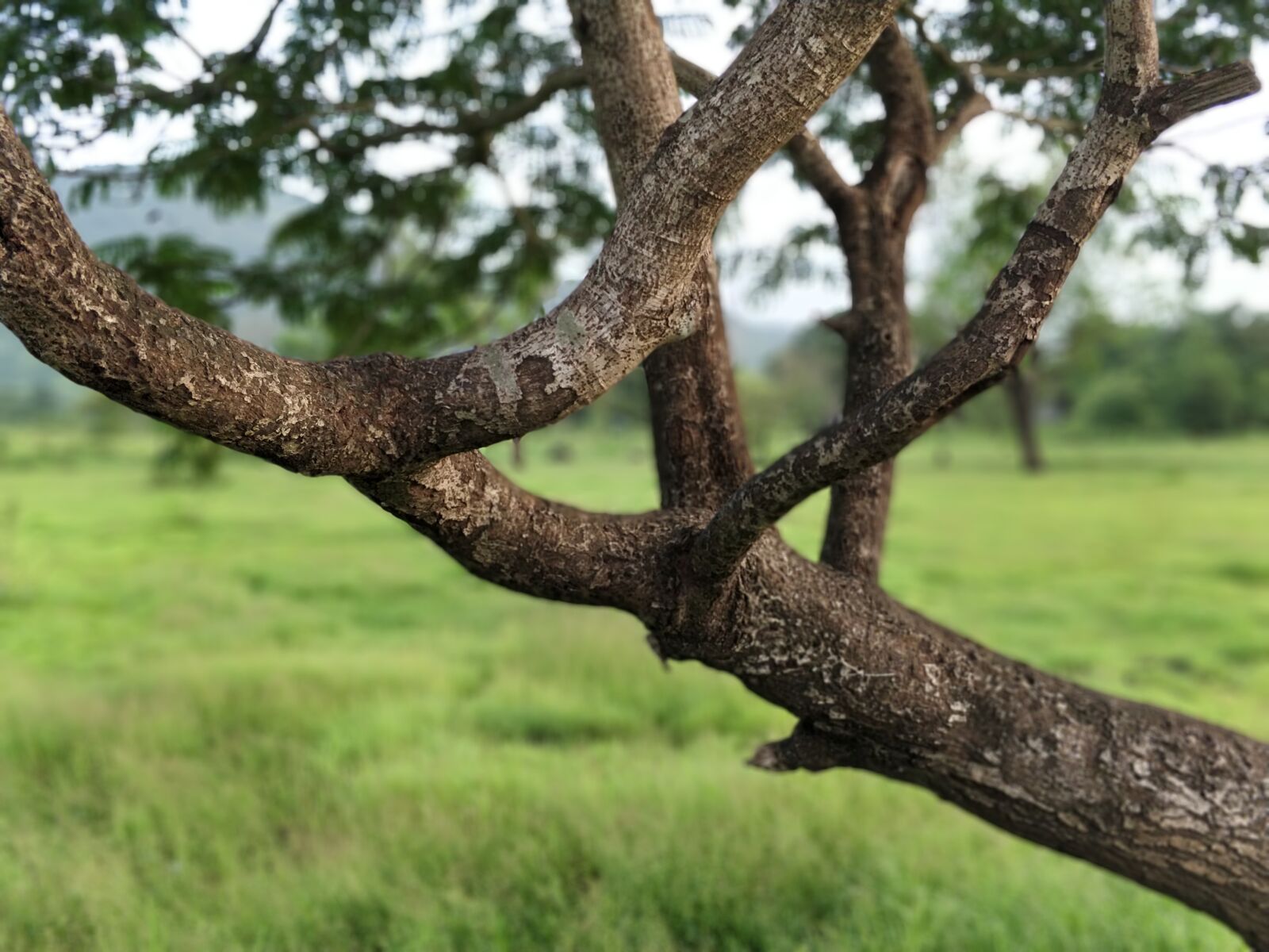 OnePlus 5 sample photo. Tree, branch, forest photography