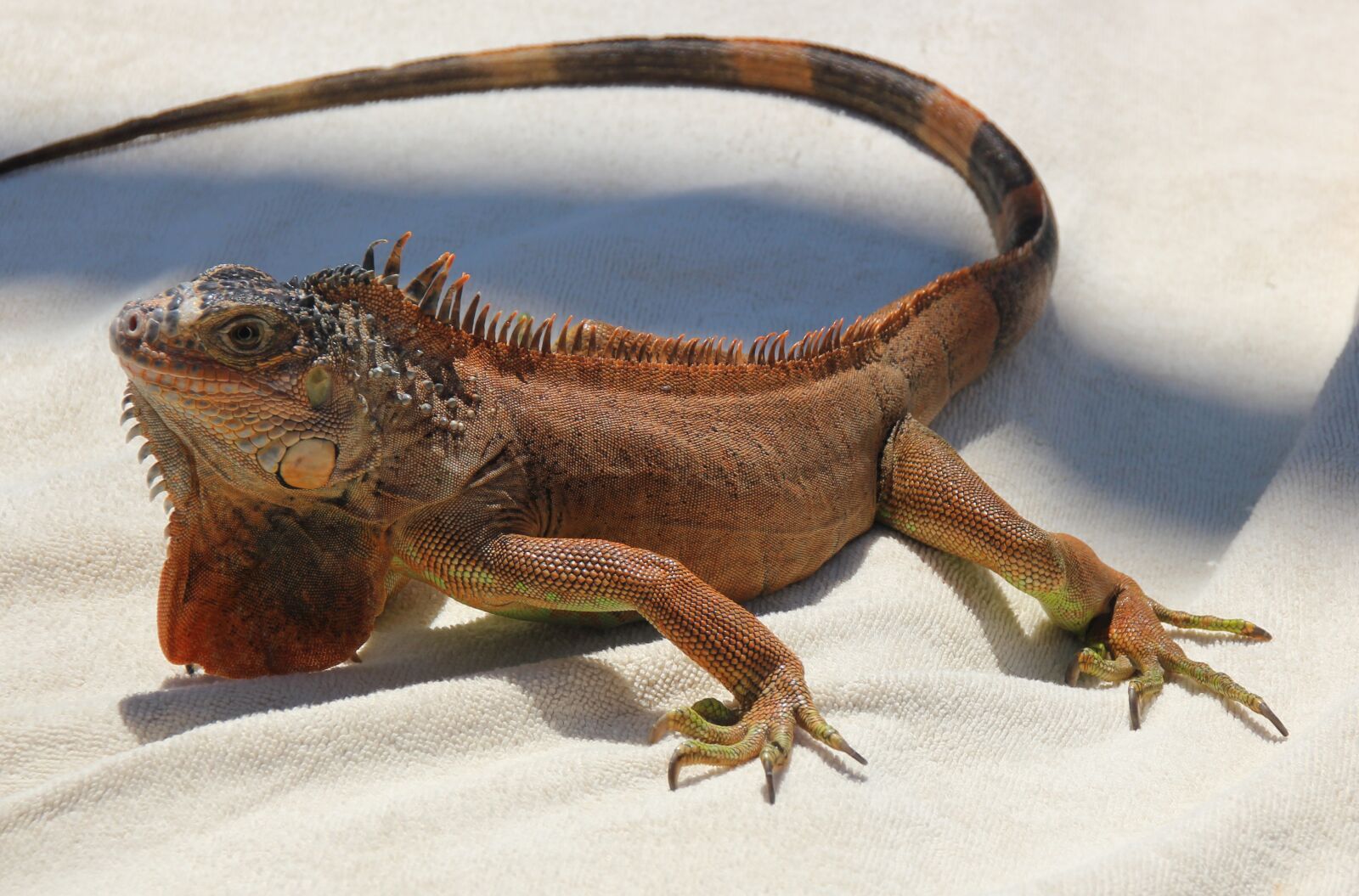 Canon EOS 550D (EOS Rebel T2i / EOS Kiss X4) sample photo. Agame, badagame, reptile photography