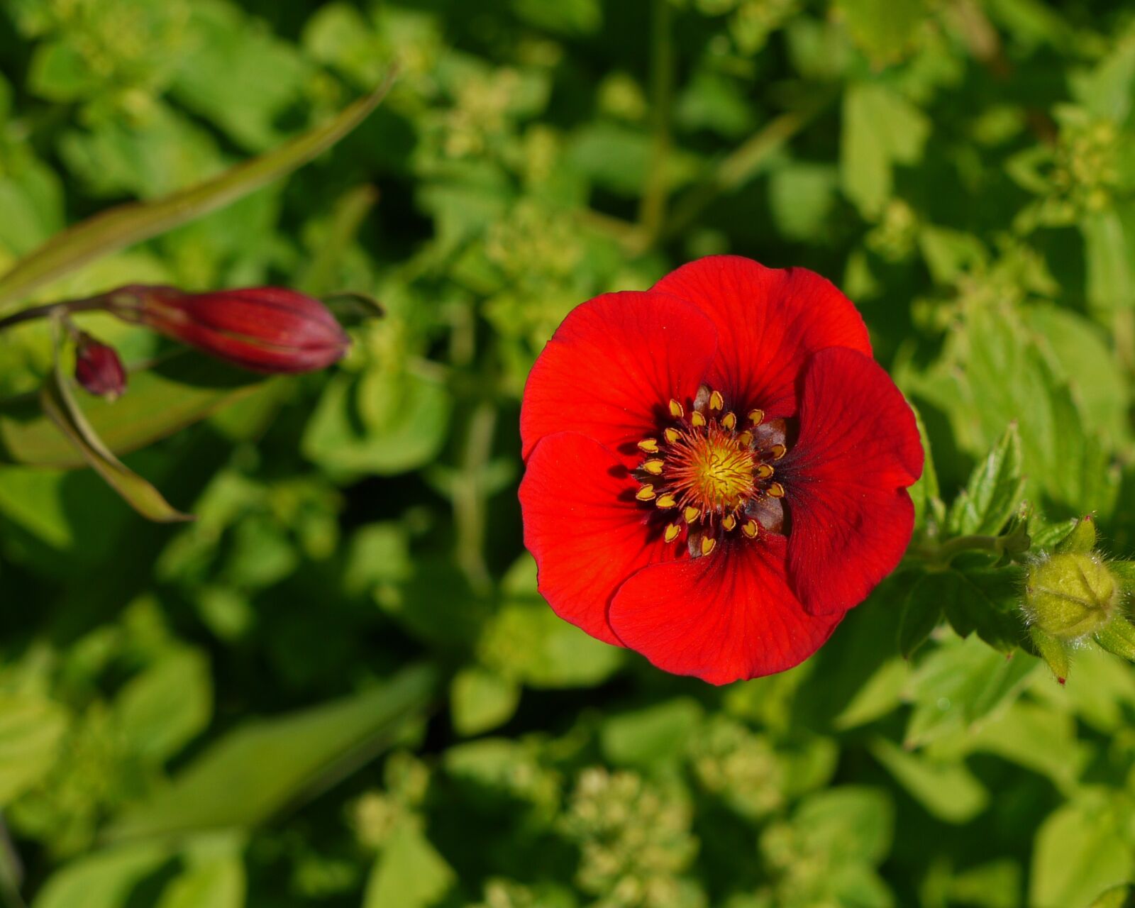 Panasonic Lumix DMC-G1 sample photo. National botanic garden of photography