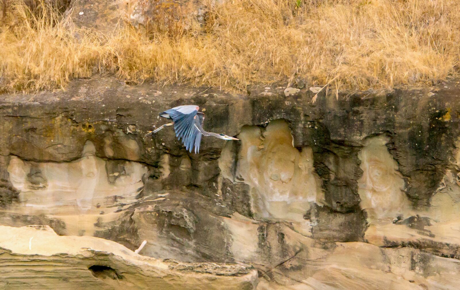 Sony Alpha NEX-6 sample photo. Blue heron, alaska, in photography