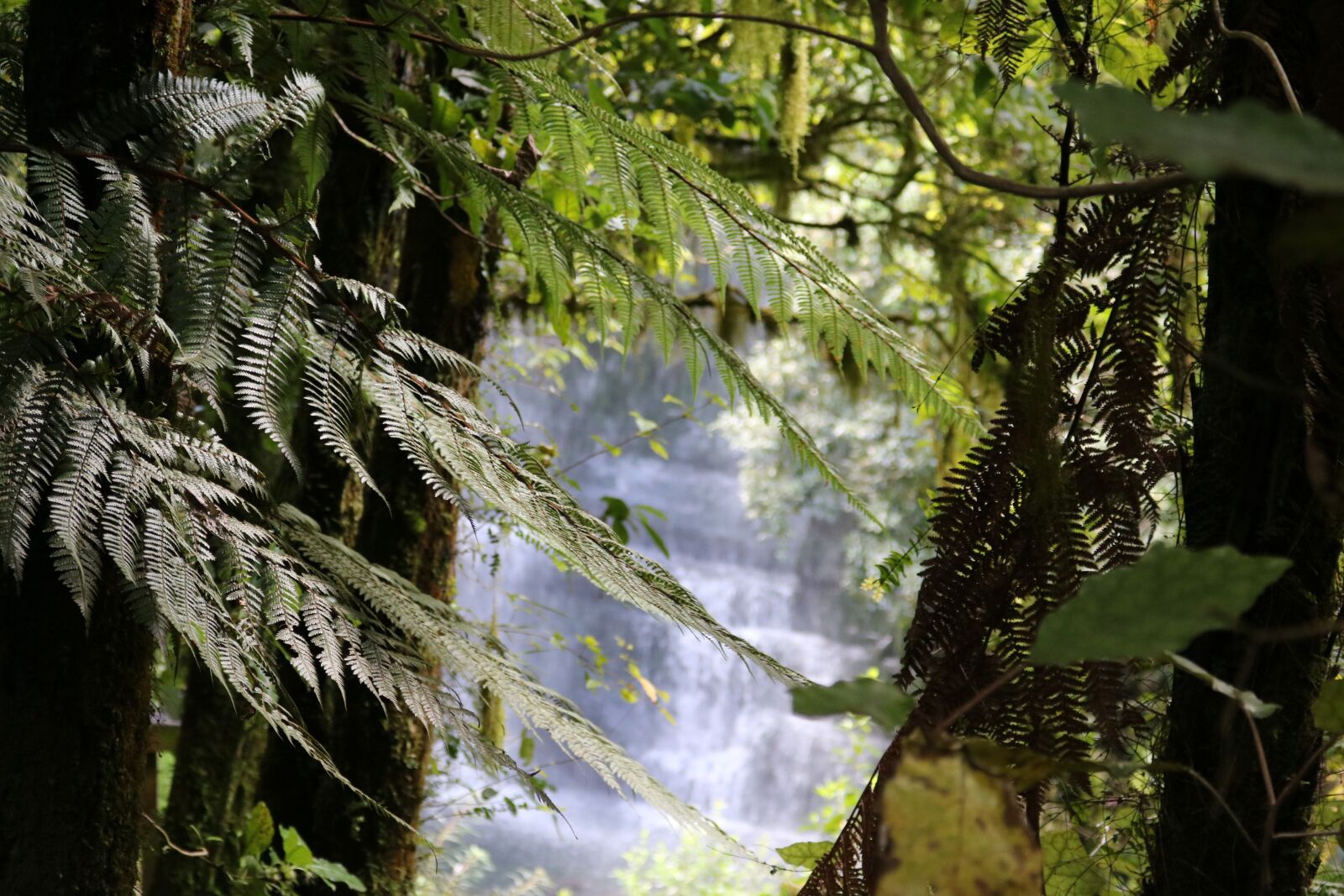 Canon EOS 750D (EOS Rebel T6i / EOS Kiss X8i) sample photo. Fern, waterfall, blurry photography