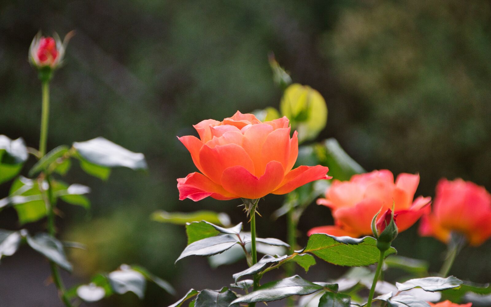Canon EOS 200D (EOS Rebel SL2 / EOS Kiss X9) sample photo. Roses, romantic, bright photography