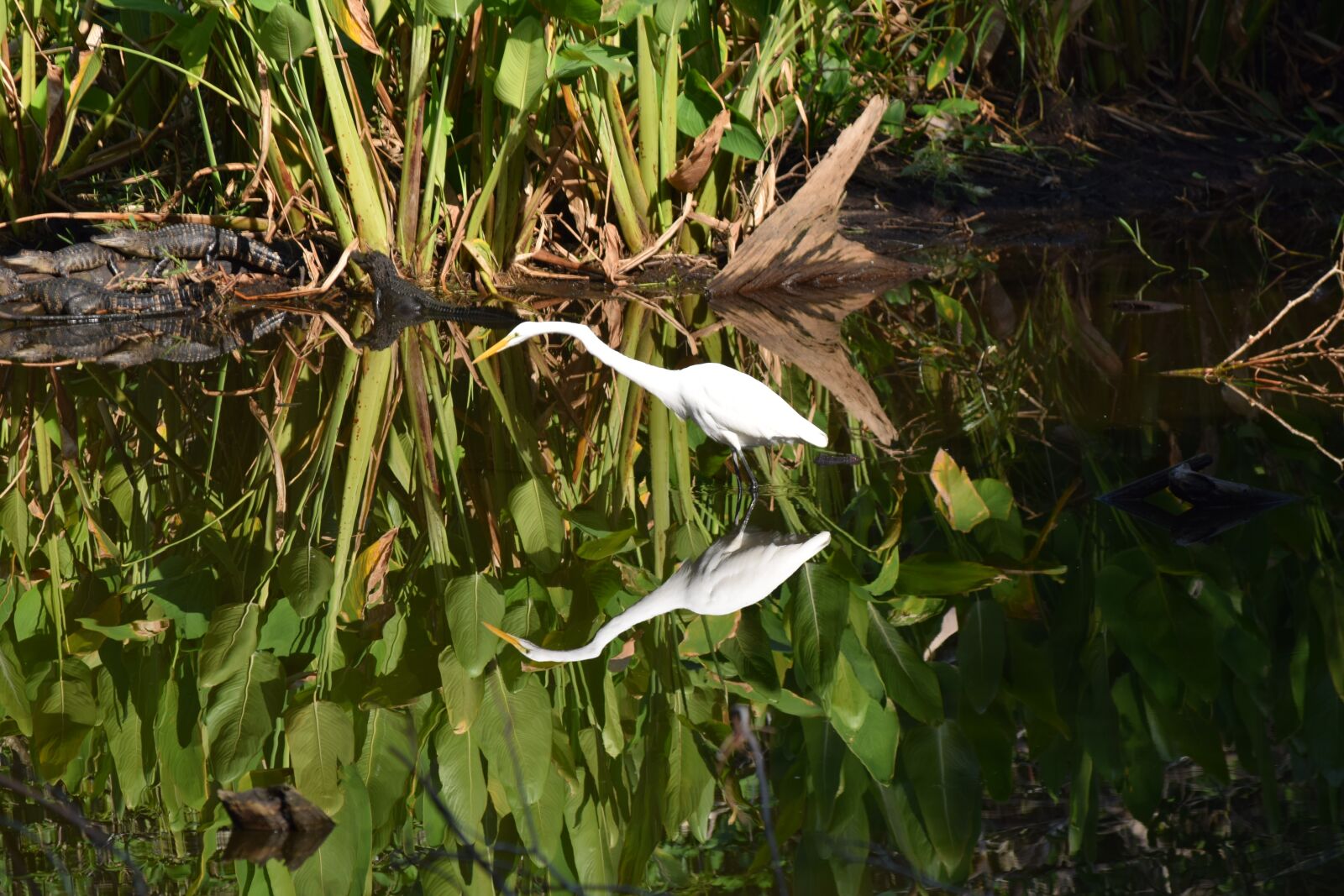 Nikon D3300 sample photo. Nature, flora, outdoors photography