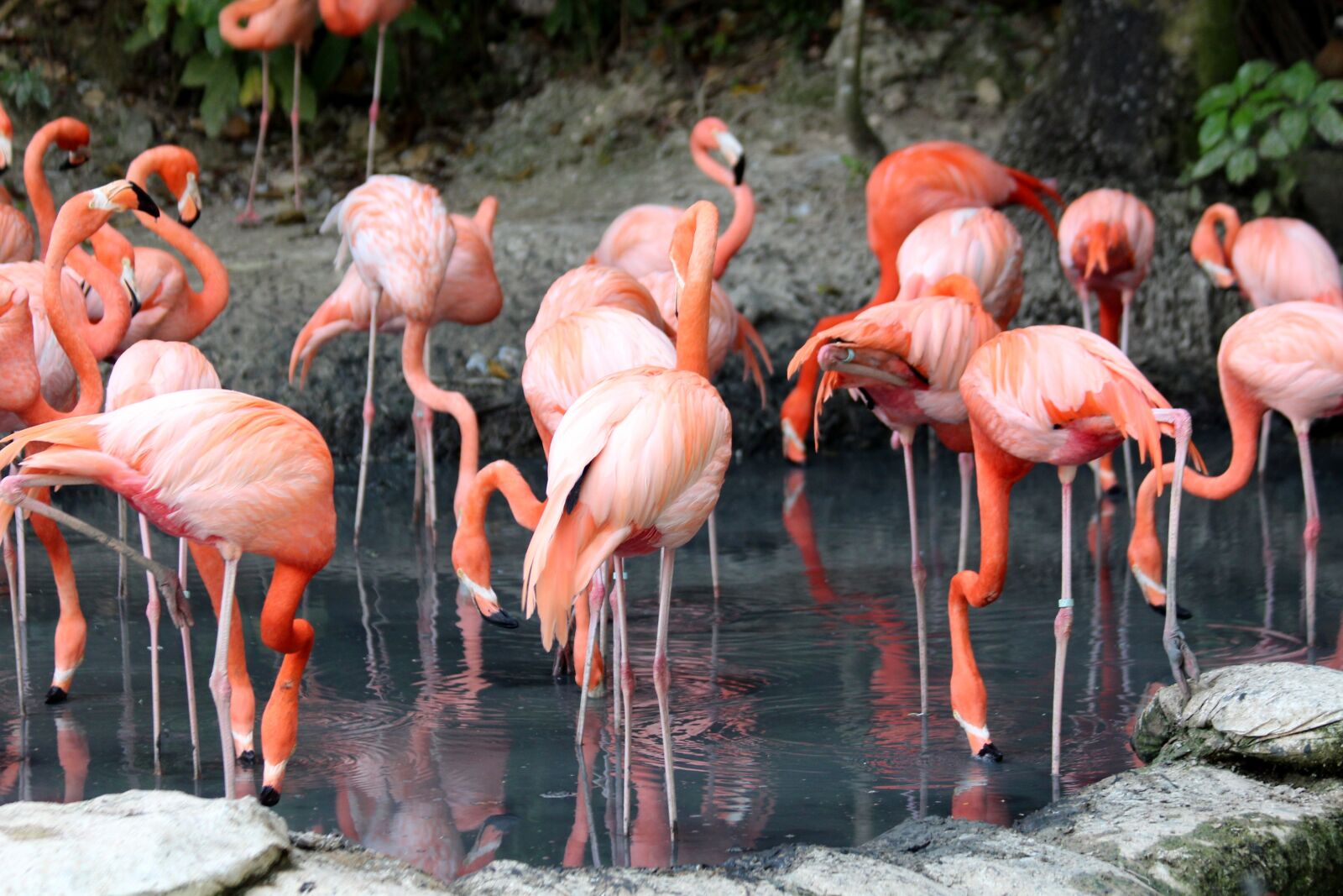 Canon EOS 650D (EOS Rebel T4i / EOS Kiss X6i) sample photo. Flamingo, phoenicopterus roseus, nature photography