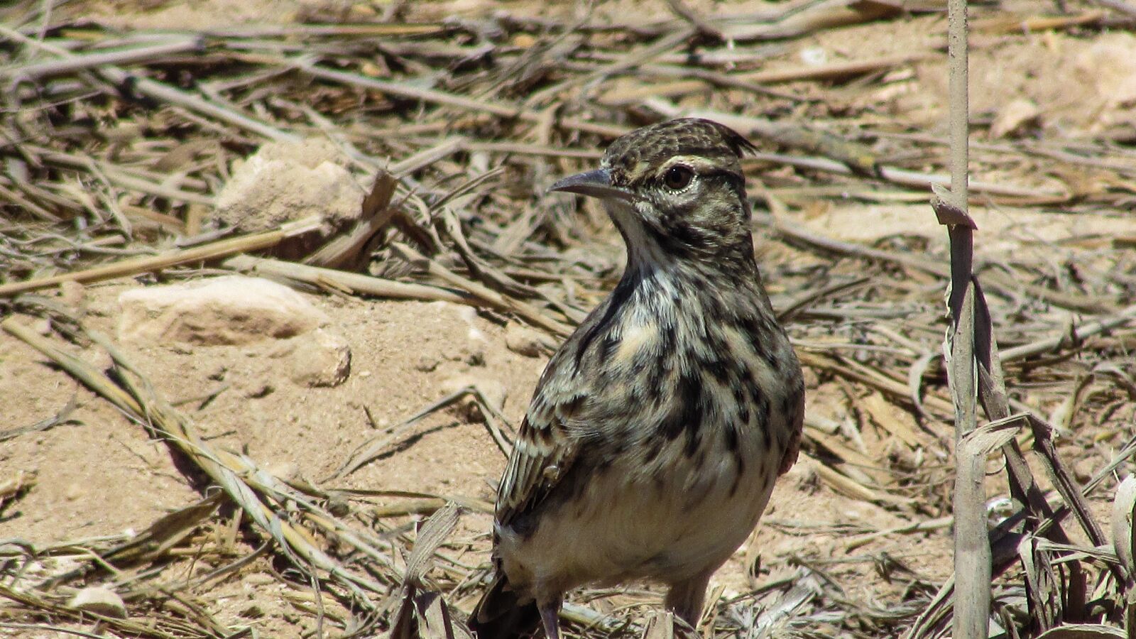Canon PowerShot SX400 IS sample photo. Lark, bird, animal photography