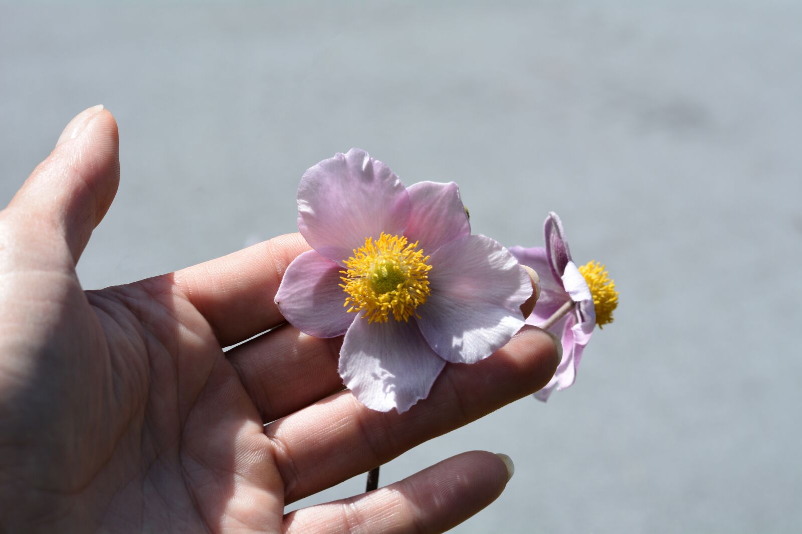 Nikon D7100 sample photo. Hand, flower, petals photography