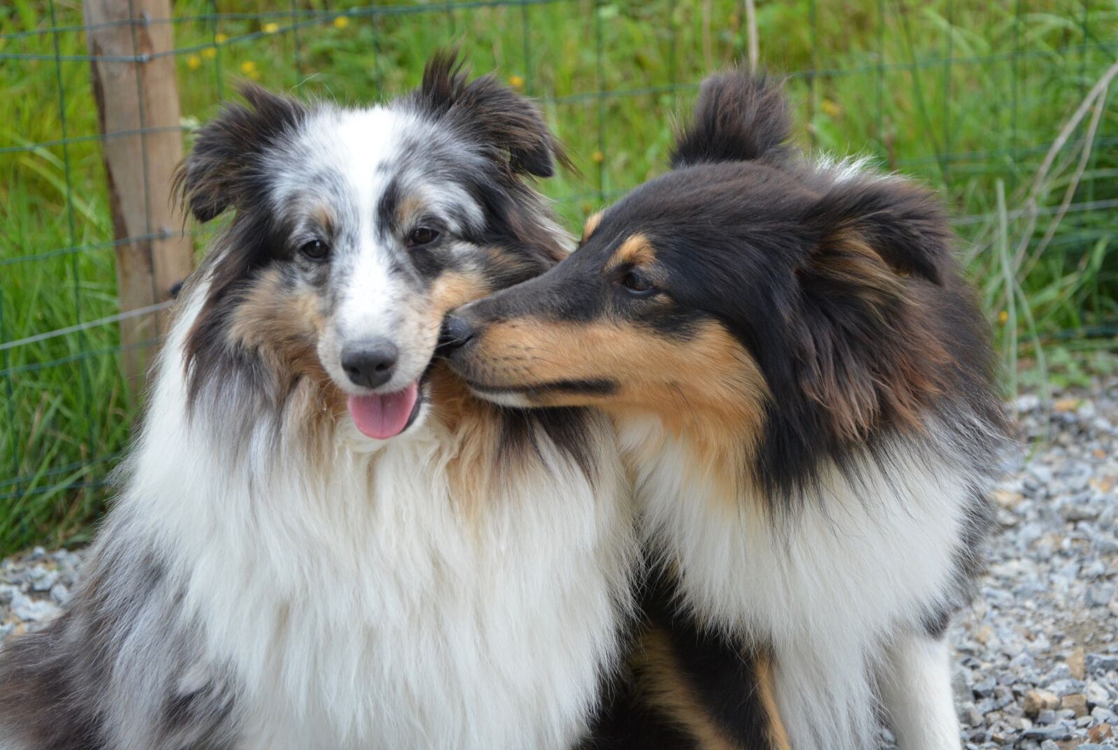 Nikon D5200 sample photo. Dogs, kiss, kisses photography