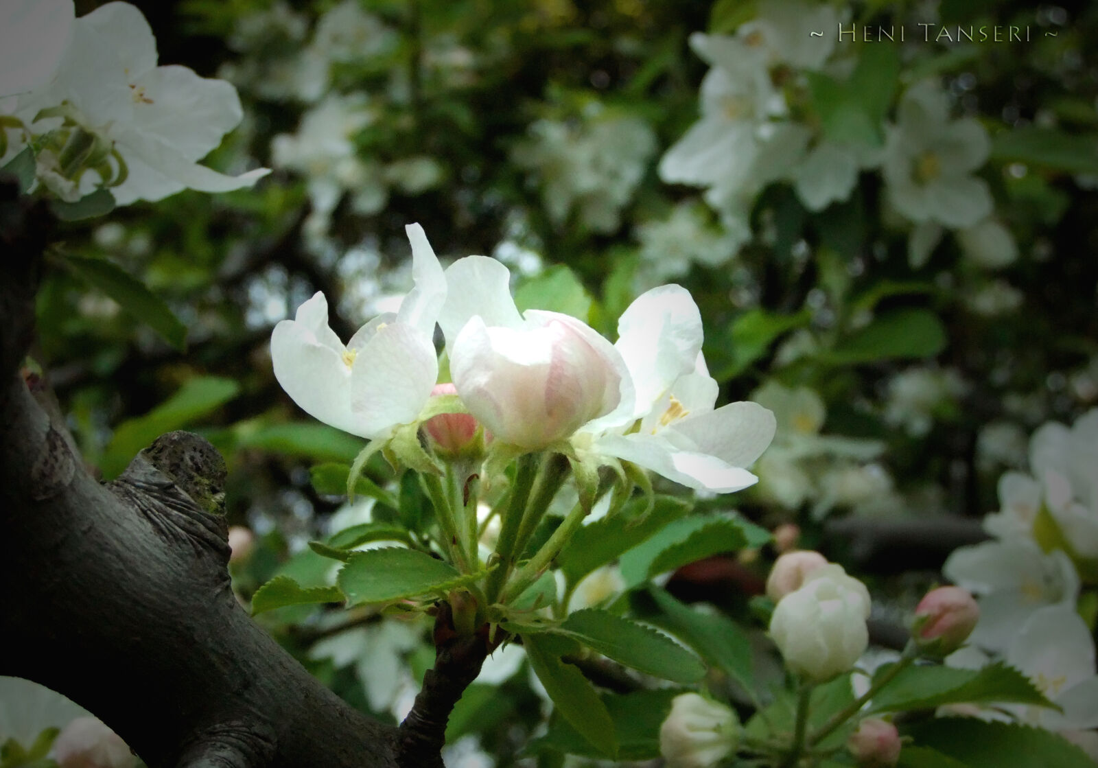 FujiFilm FinePix F70EXR (FinePix F75EXR) sample photo. Flowers photography