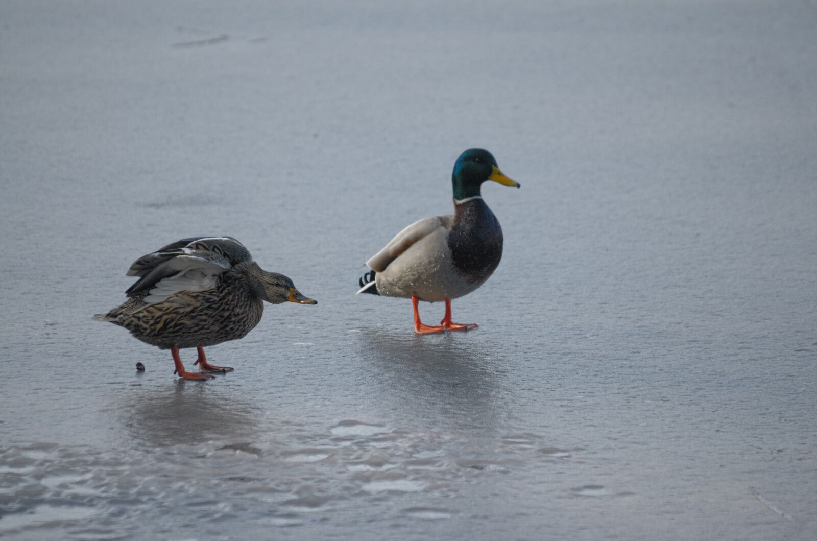 Nikon D70 sample photo. Ducks, mallards, anas platyrhynchos photography