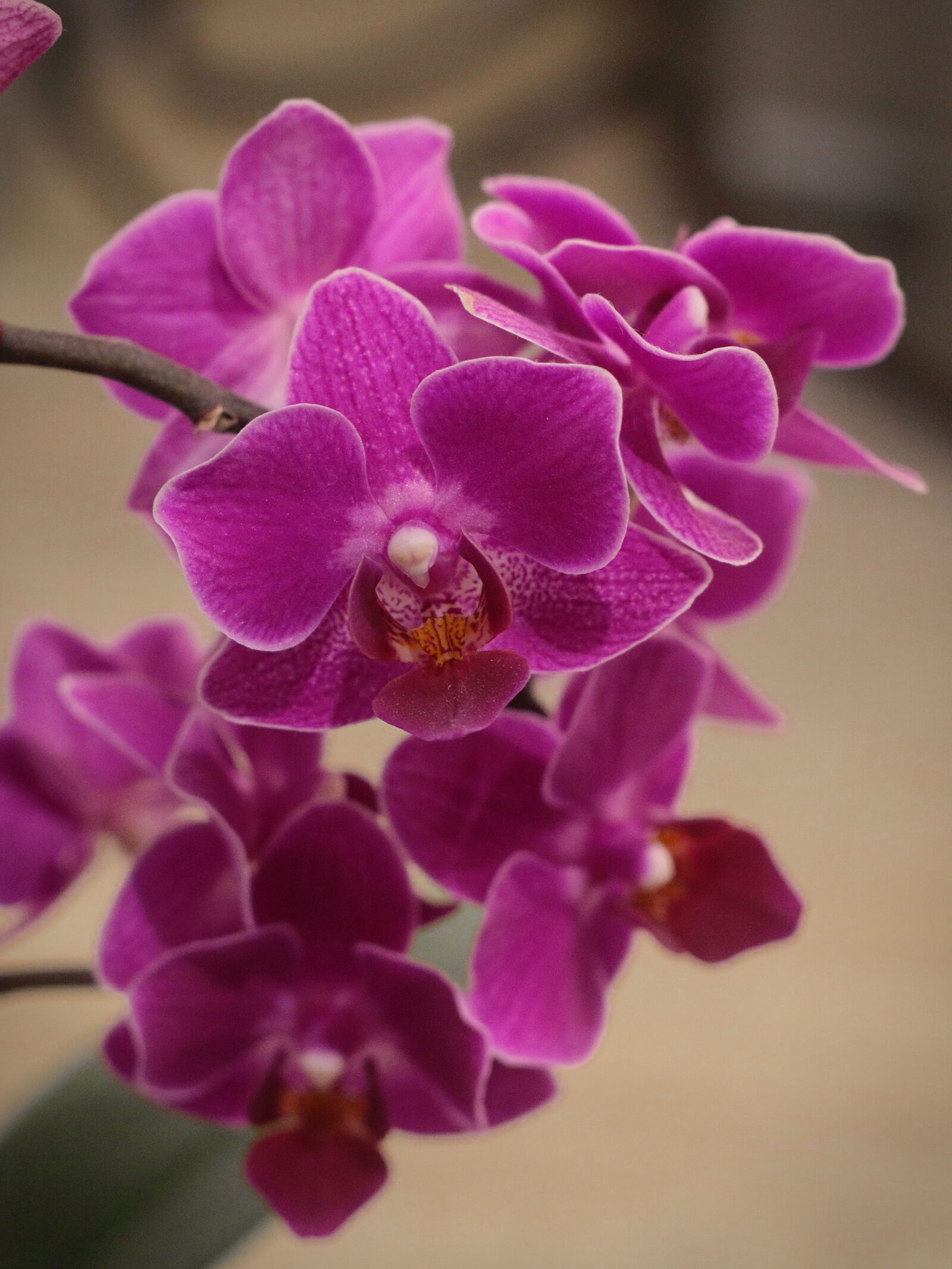 Canon EOS 70D + Canon EF 50mm F1.8 II sample photo. Flower, night, orchid photography