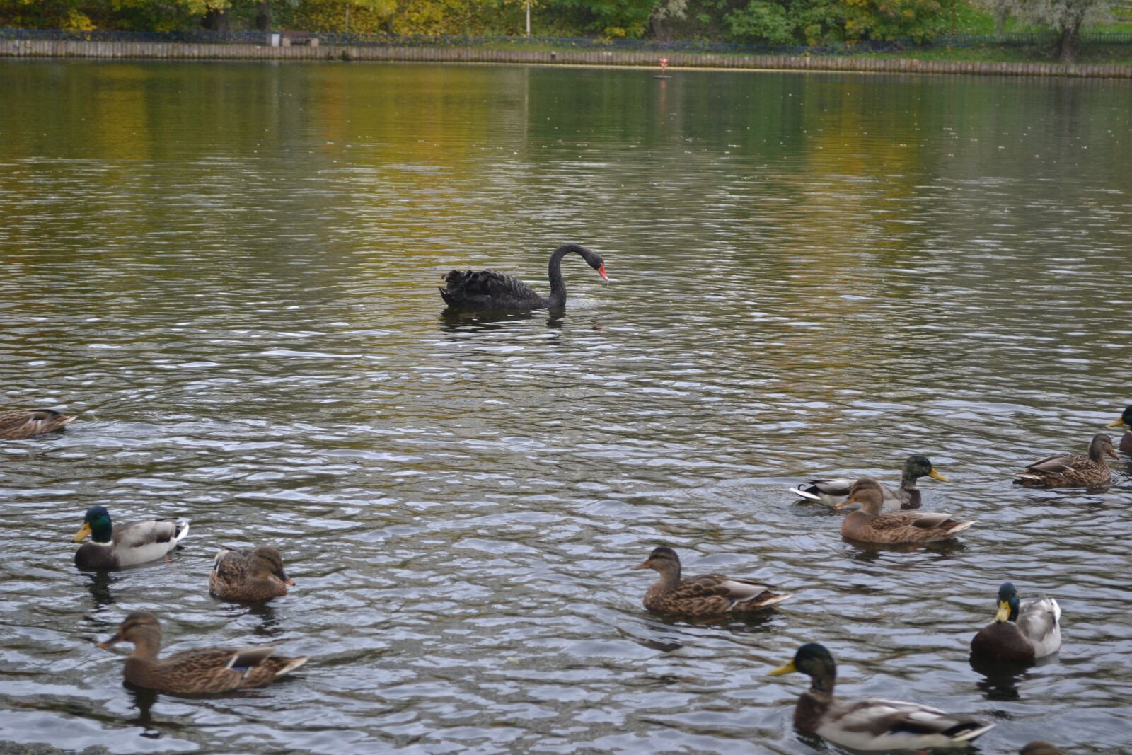 Nikon D3100 sample photo. Swan, black swan, lake photography