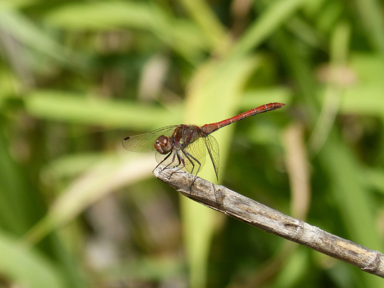 Panasonic DMC-FZ62 sample photo. Dragonfly, cane, red dragonfly photography