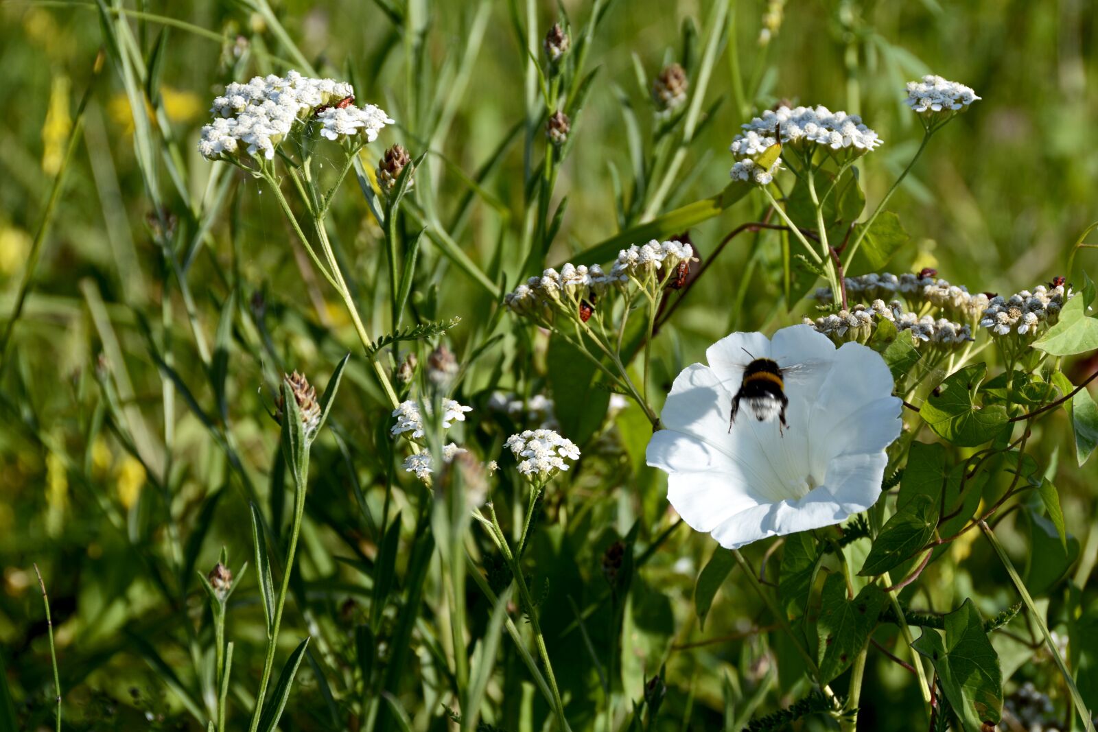 Nikon D7100 sample photo. Flower meadow, stock rose photography