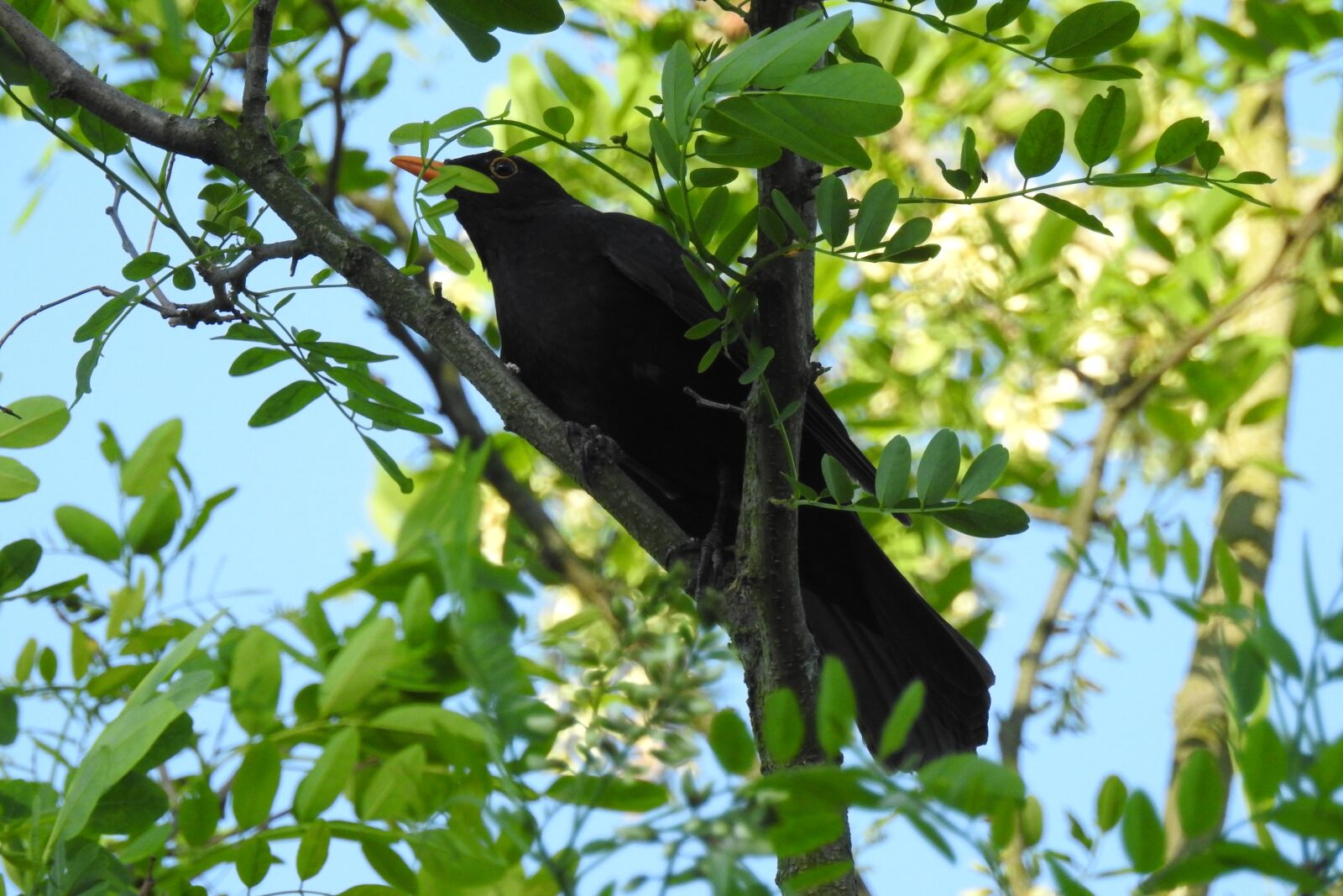 Nikon Coolpix P900 sample photo. Starling, tree, branch photography