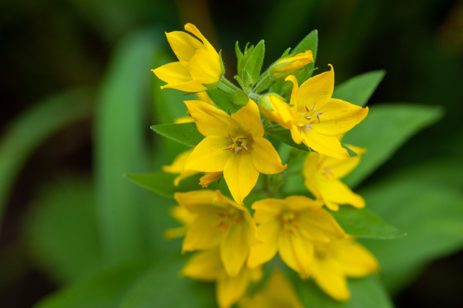 Tokina AT-X Pro 100mm F2.8 Macro sample photo. Loosestrife, dotted loosestrife, garden photography