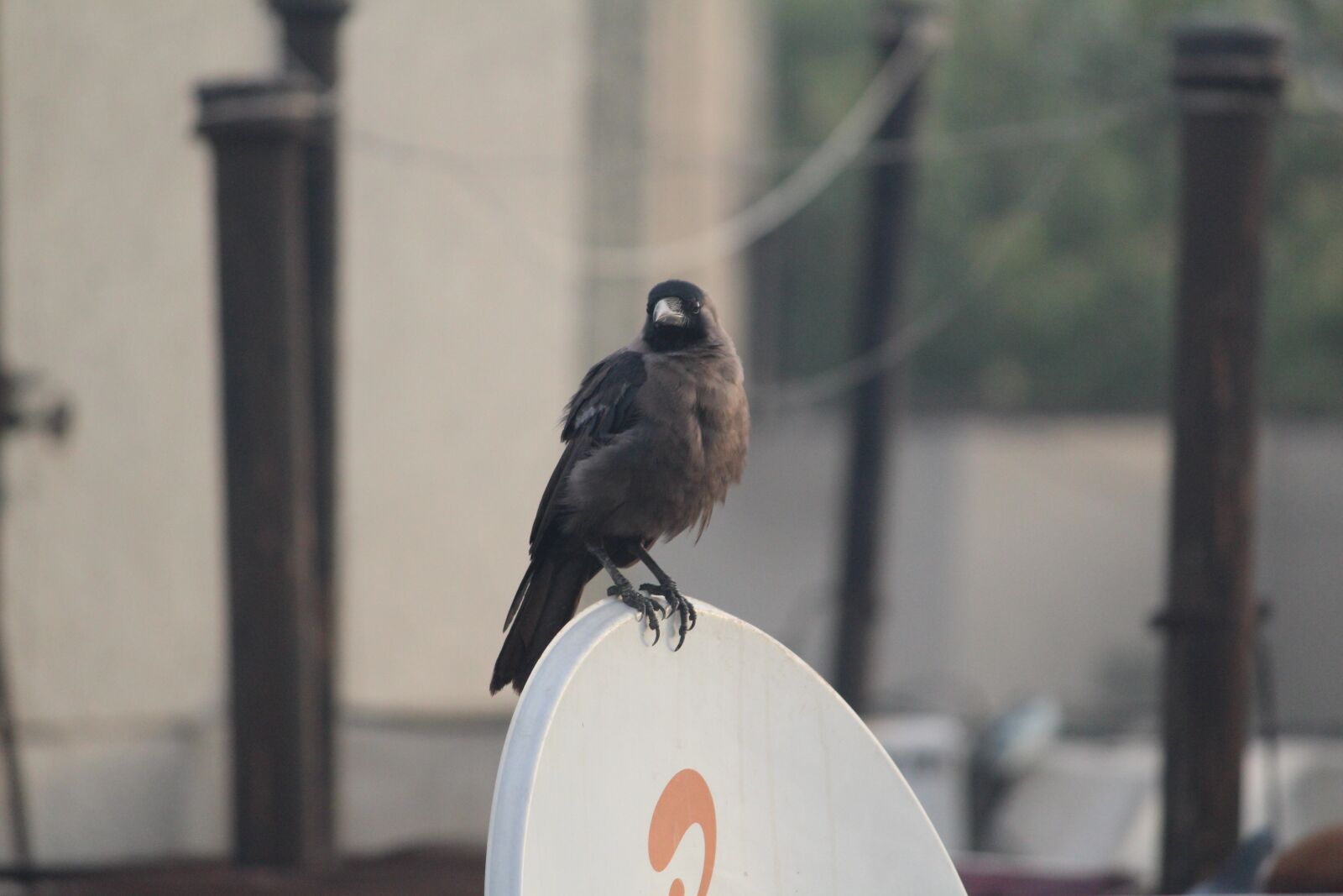 Canon EOS 1200D (EOS Rebel T5 / EOS Kiss X70 / EOS Hi) sample photo. Crow, grey-necked, house crow photography