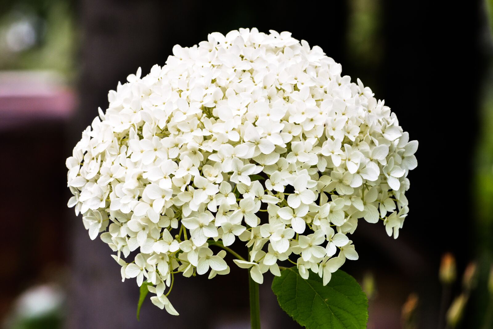 Nikon D5200 sample photo. Flower, nature, plant photography