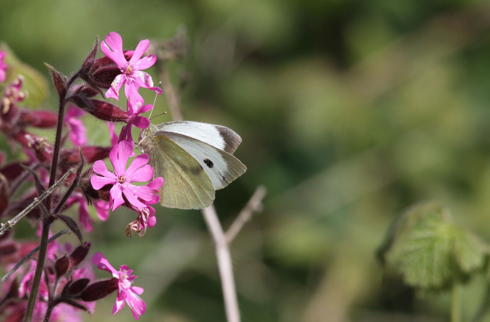 Canon EOS 7D sample photo. Butterfly, flower, nature photography