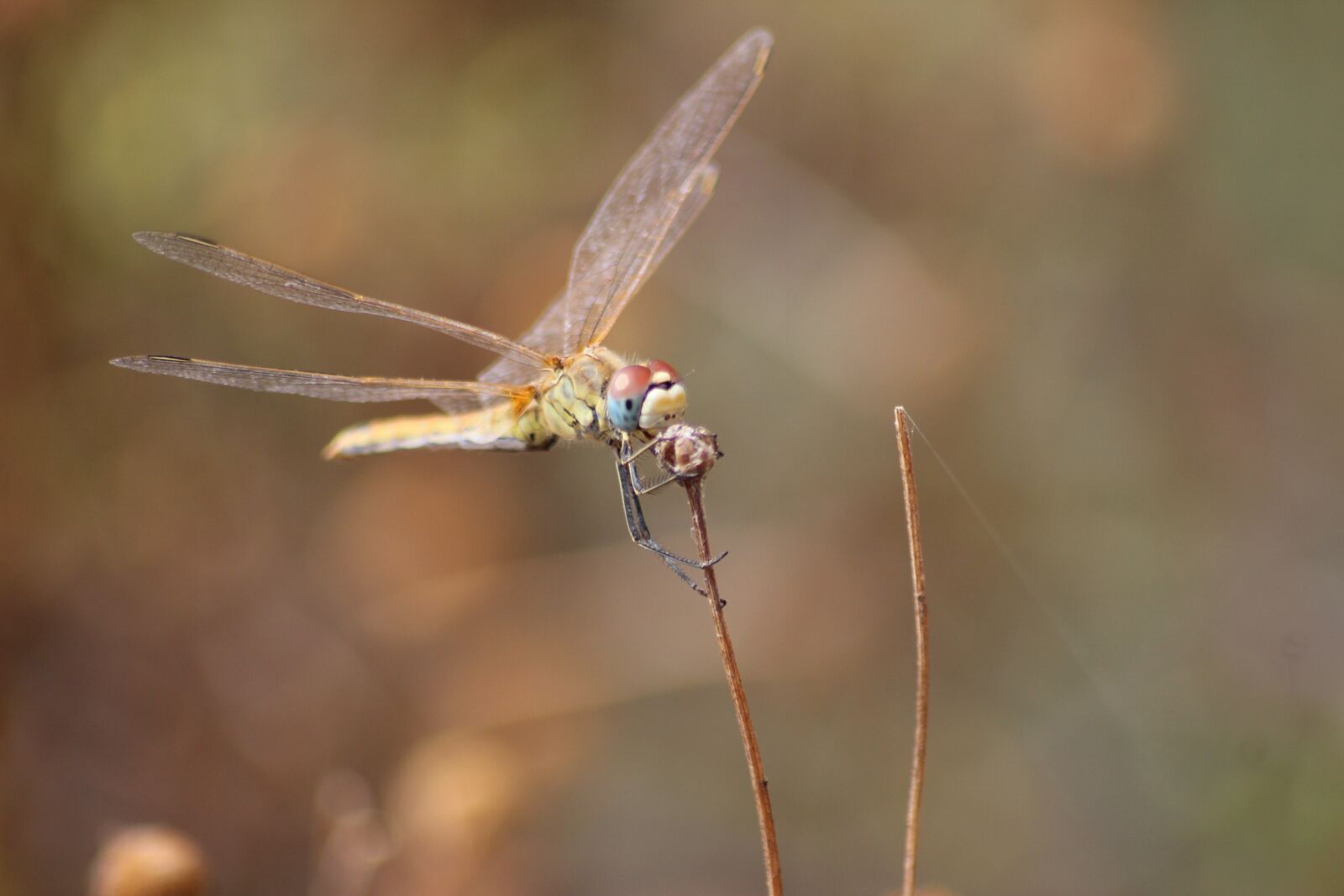 Canon EOS 600D (Rebel EOS T3i / EOS Kiss X5) sample photo. Dragonfly, insects, nature photography