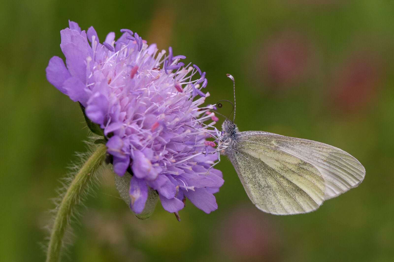 Canon EOS RP sample photo. Butterfly, flower, insect photography
