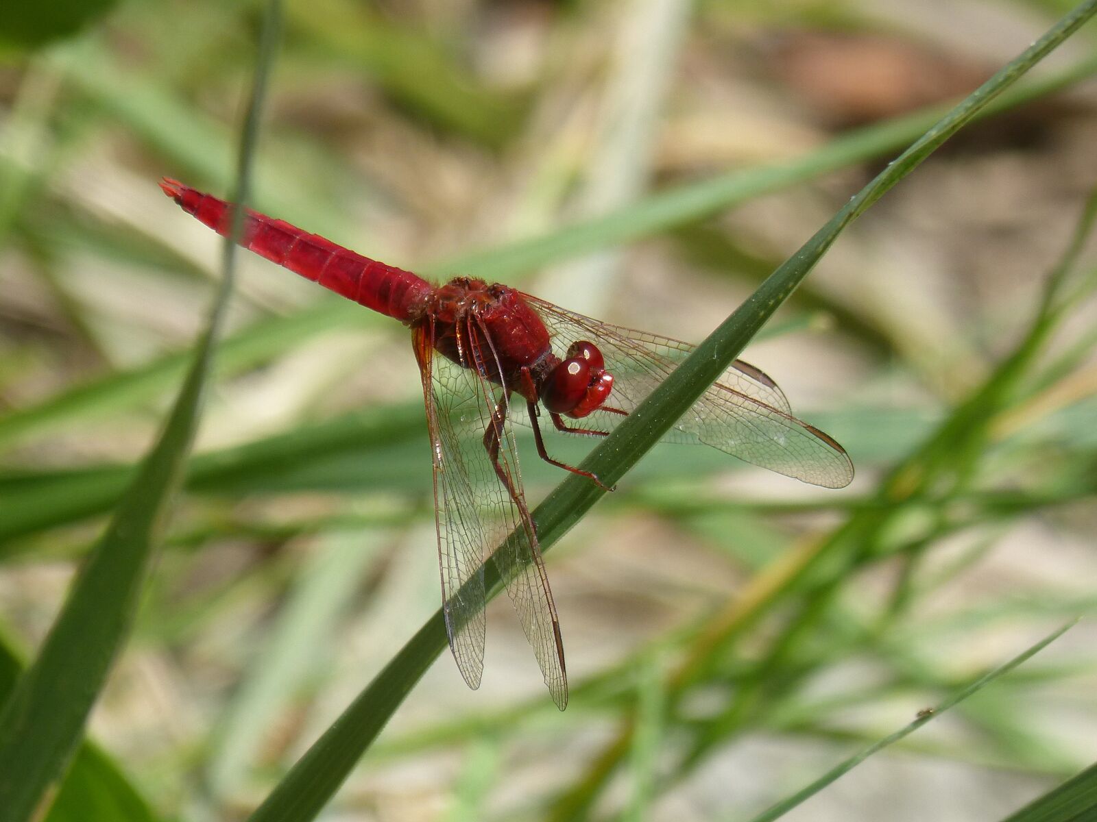 Panasonic DMC-FZ62 sample photo. Dragonfly, red dragonfly, erythraea photography
