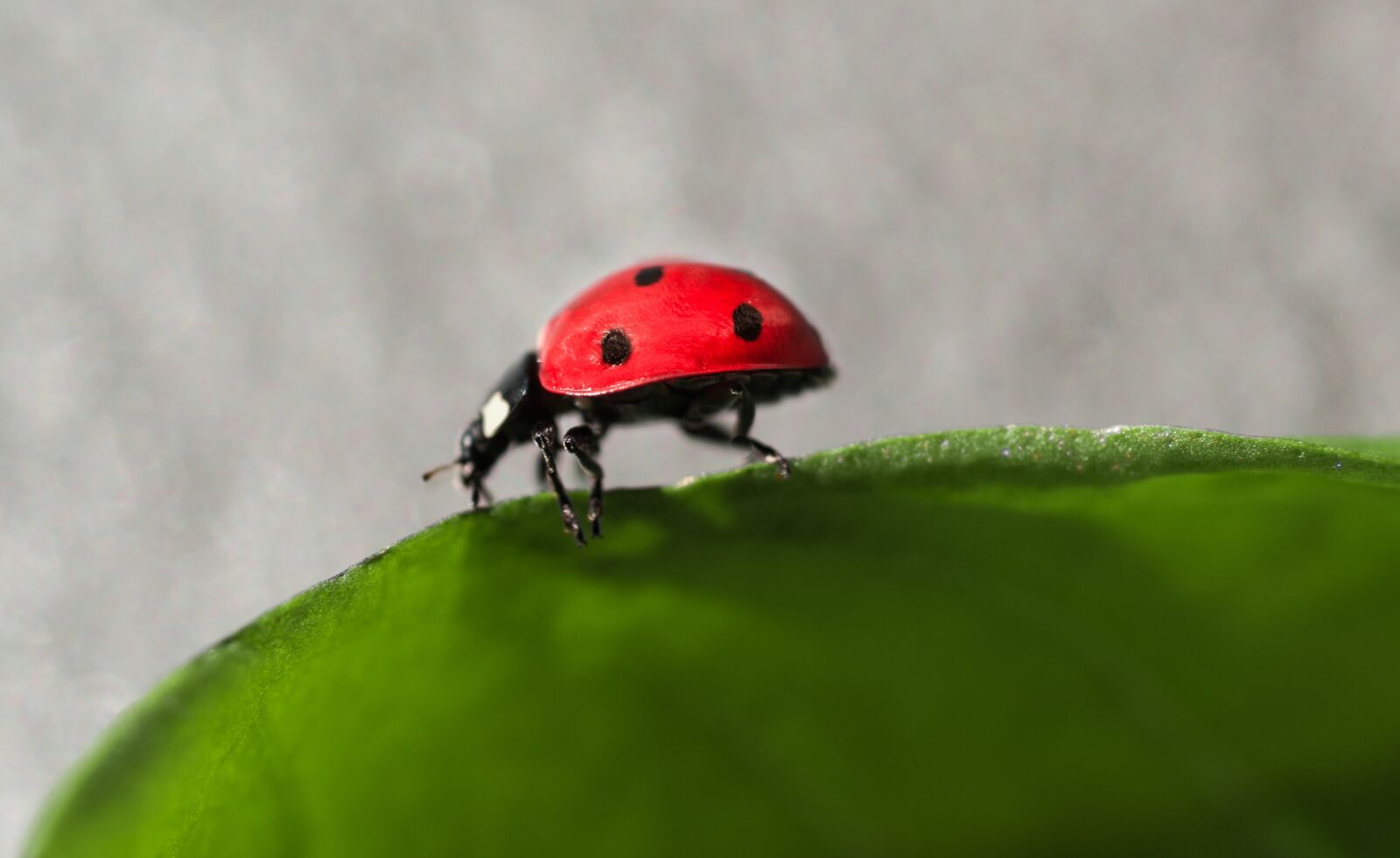 Nikon D610 sample photo. Ladybug, insect, bug photography