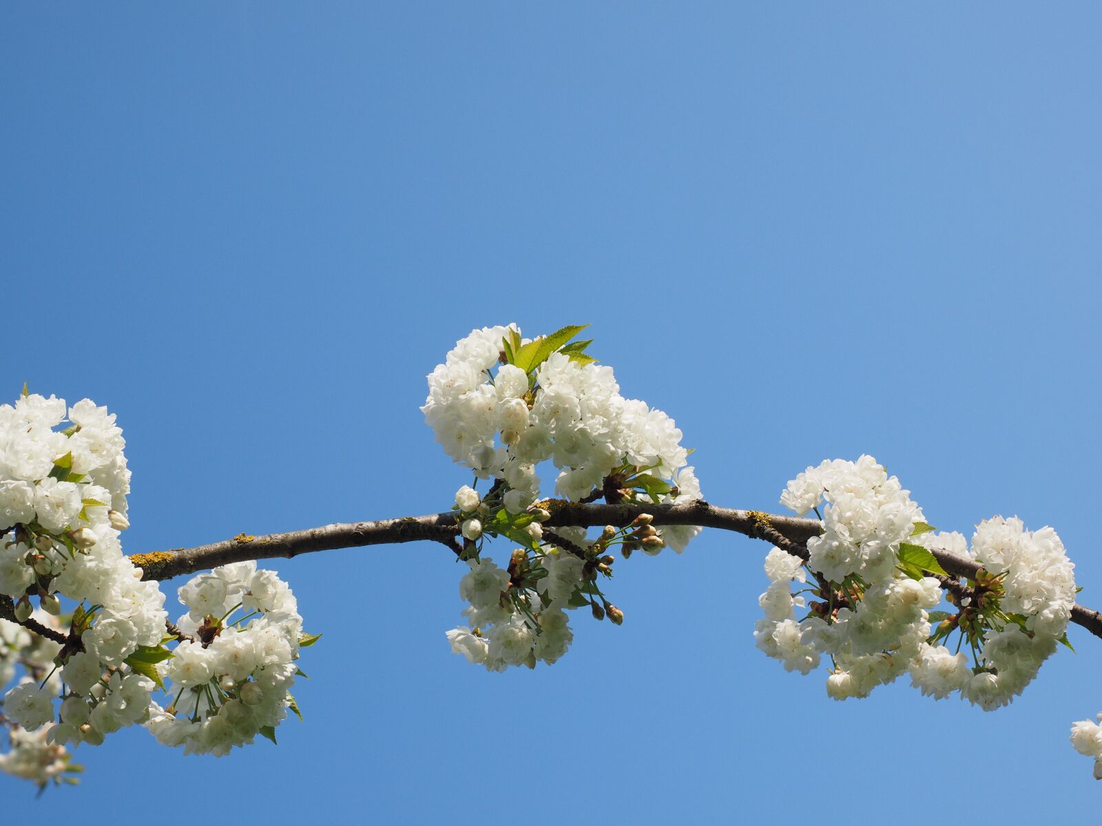 Olympus OM-D E-M1 + Olympus M.Zuiko Digital ED 12-40mm F2.8 Pro sample photo. Cherry blossom, white, cherry photography