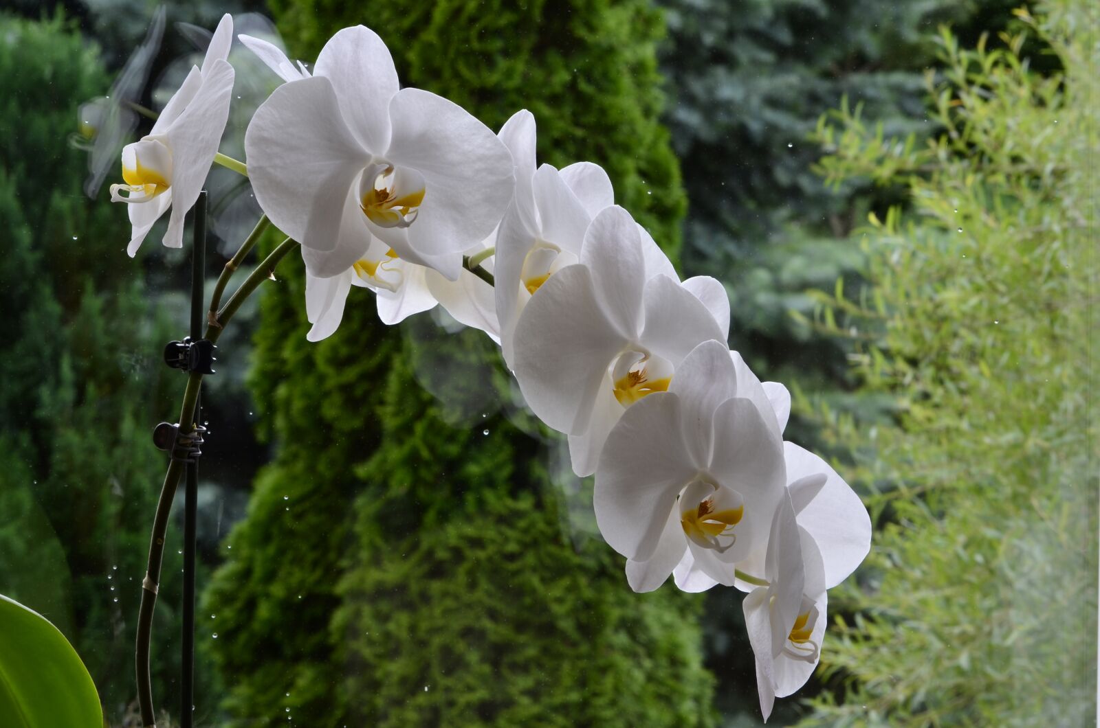 Nikon D5100 sample photo. Orchis, flower, blooming photography