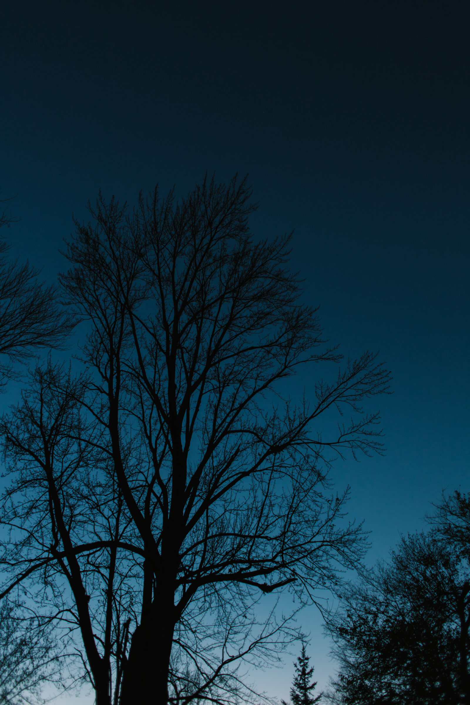 Canon EOS 5D Mark II + Canon EF 28mm F1.8 USM sample photo. Branches, dark, night, sky photography