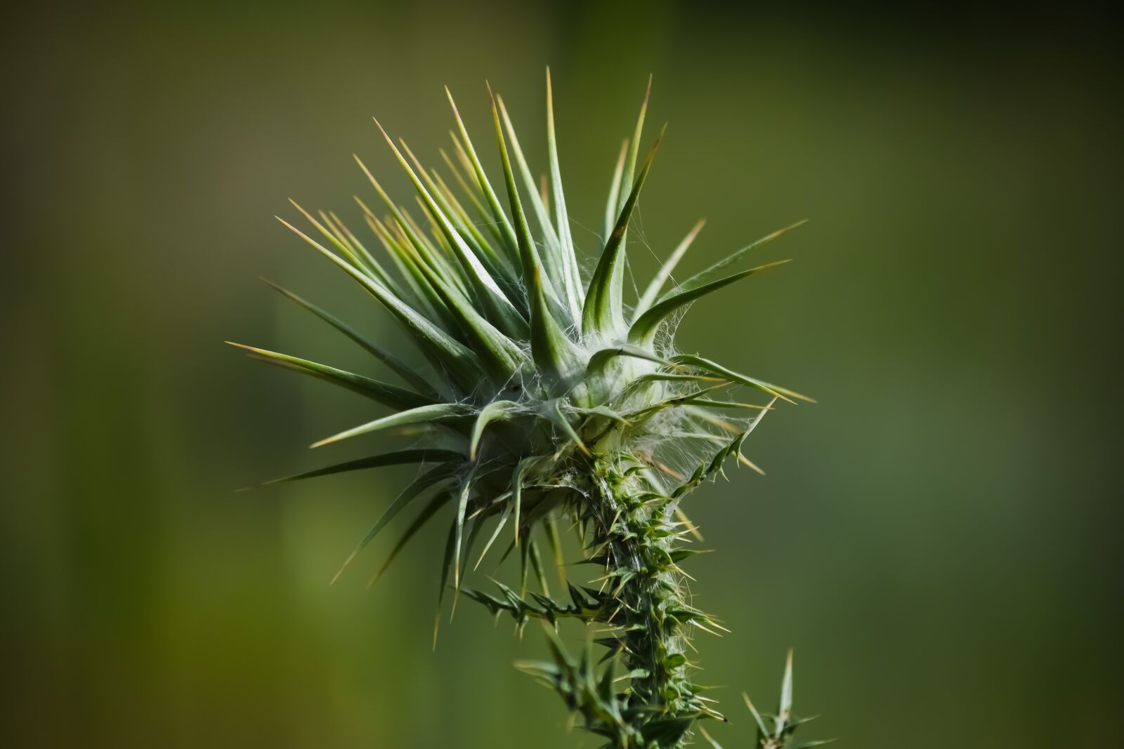 Nikon D3300 sample photo. Thistle, thorns, nature photography