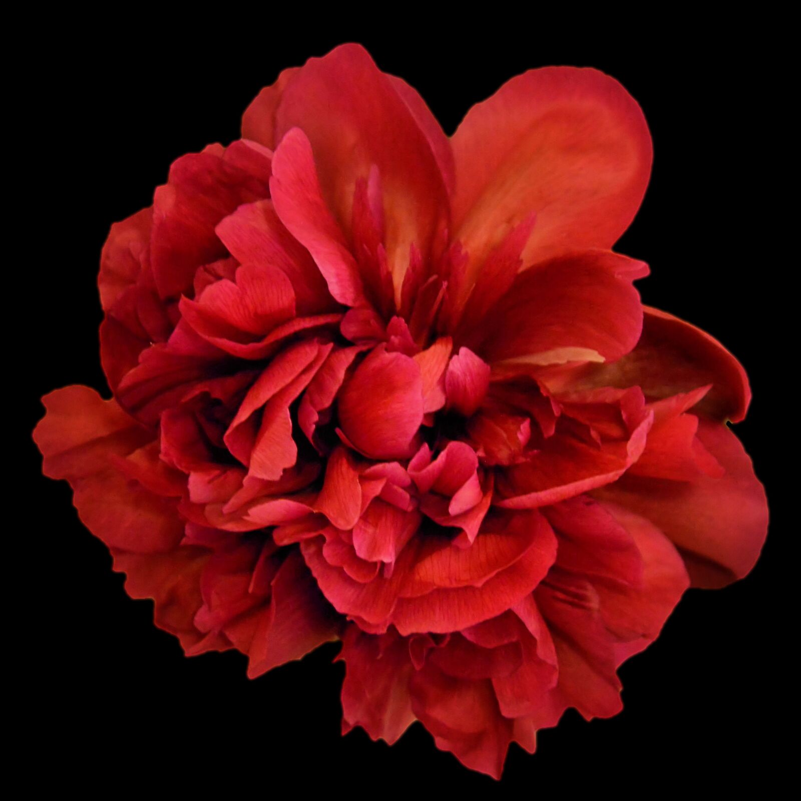 Nikon D3200 sample photo. Peony, red, blossom photography