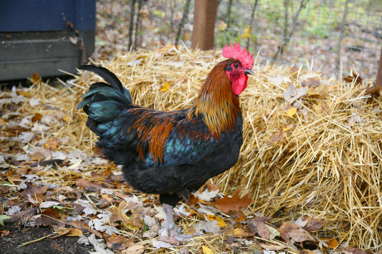 Canon EOS 5D sample photo. Rooster photography